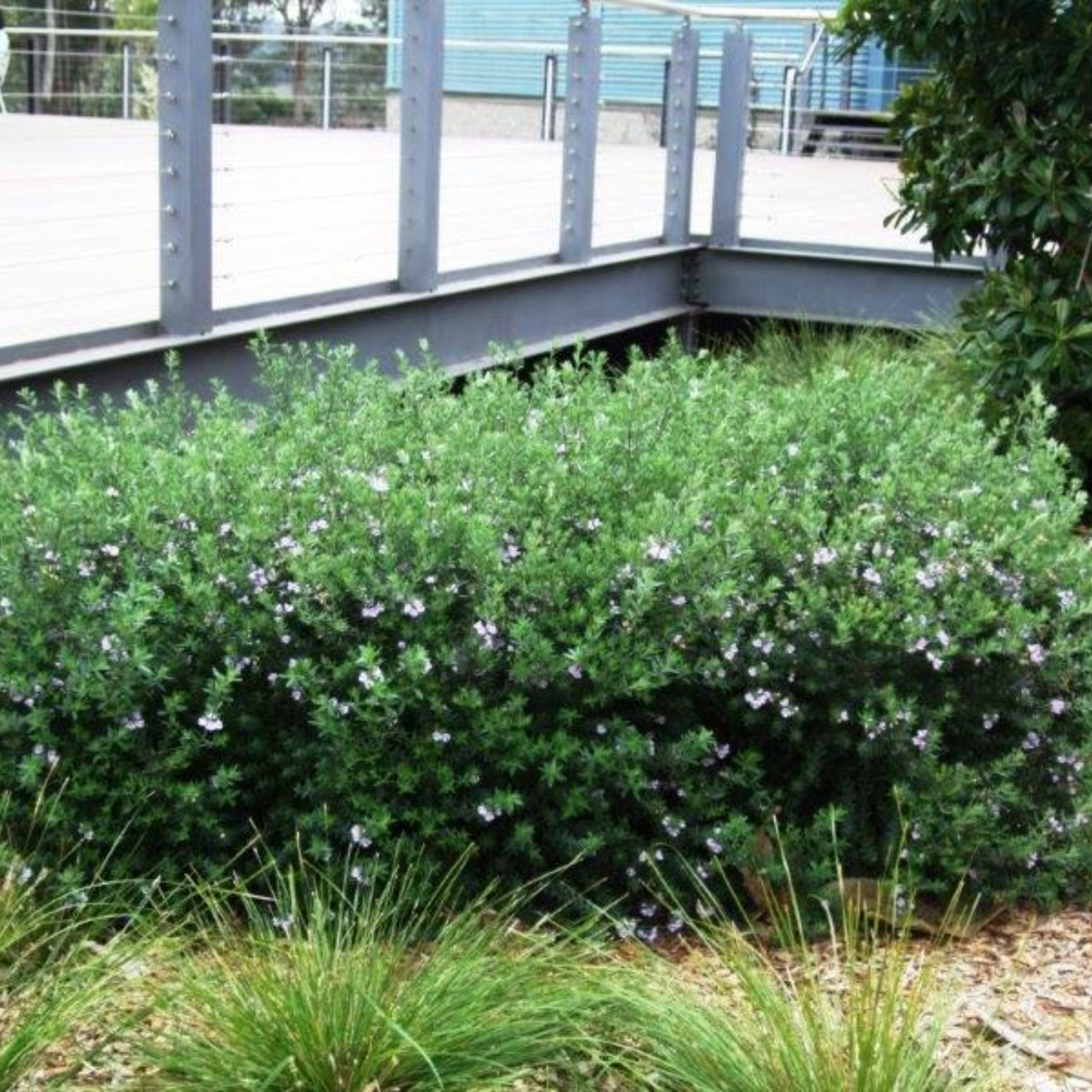 Coastal Rosemary Naringa - Westringia fruticosa Naringa PBR