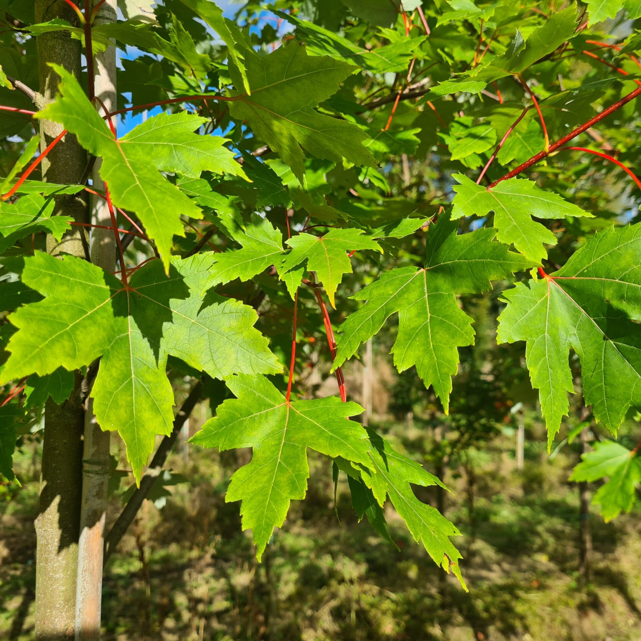 Close-up of green maple leaves on a tree