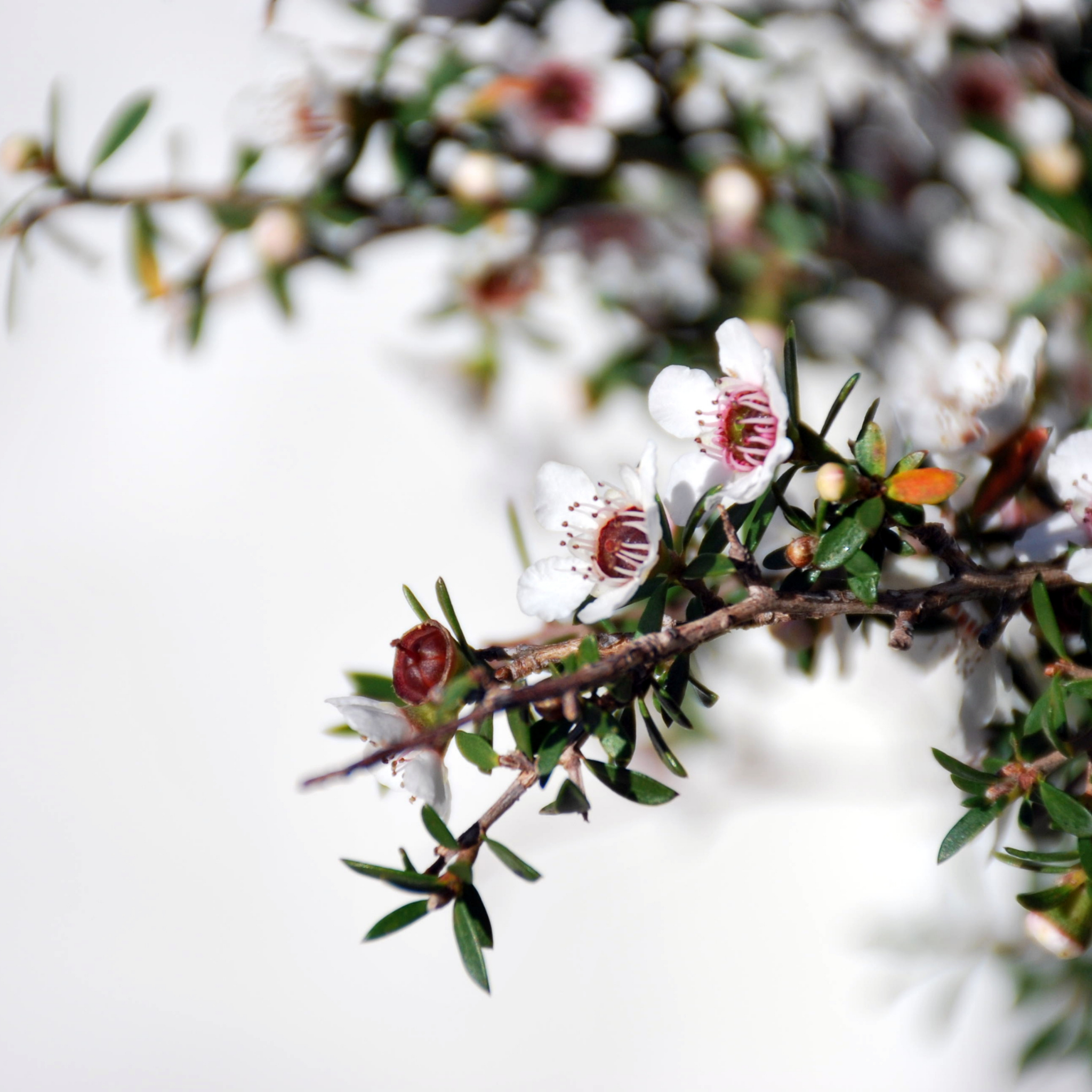 Prickly Tea Tree - Leptospermum continentale