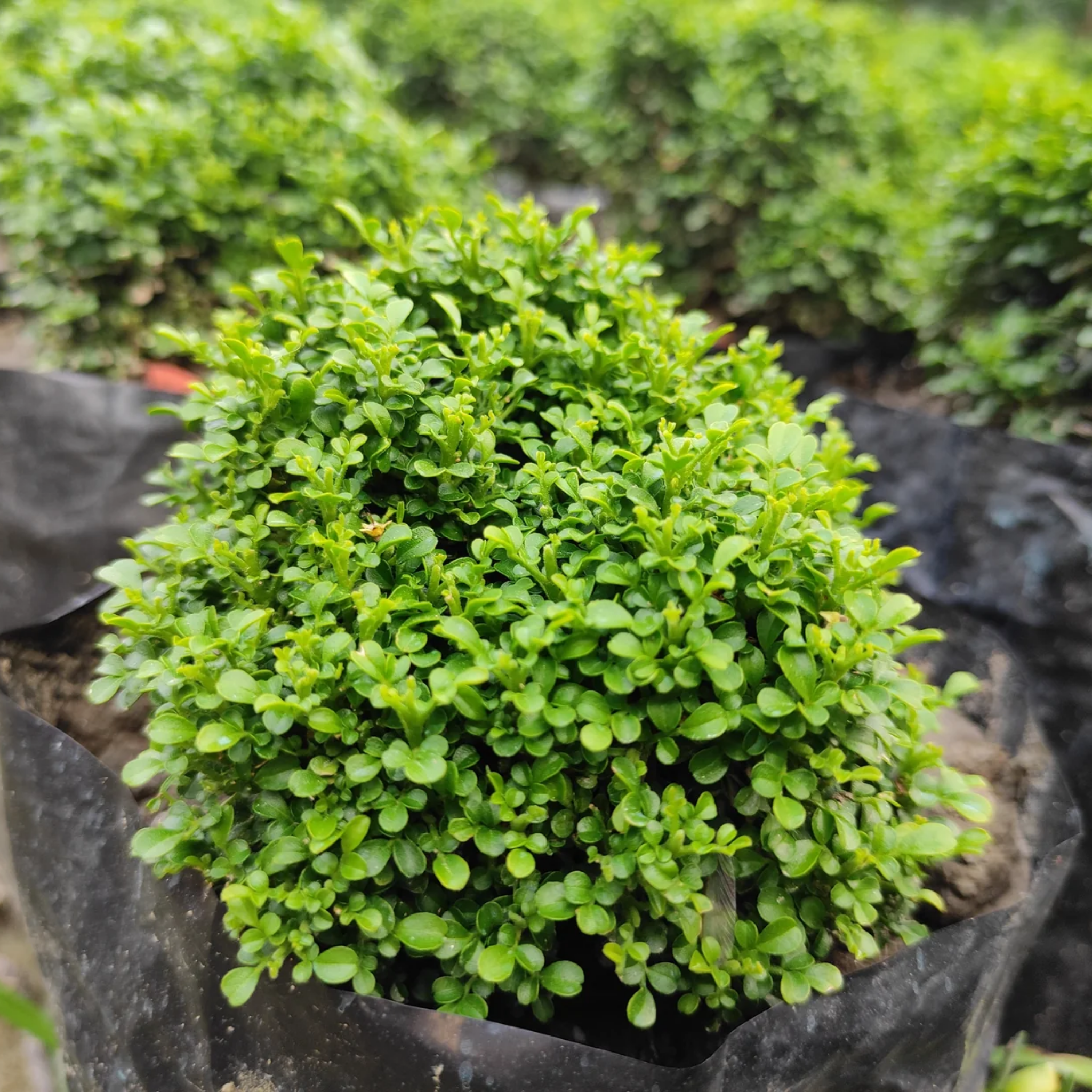Small green shrub in a pot with blurred background