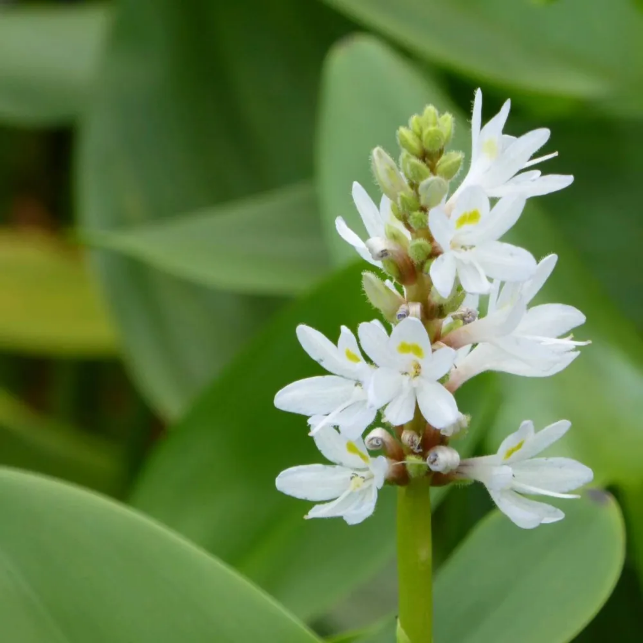 White Pickerel Weed - Pontederia cordata Alba