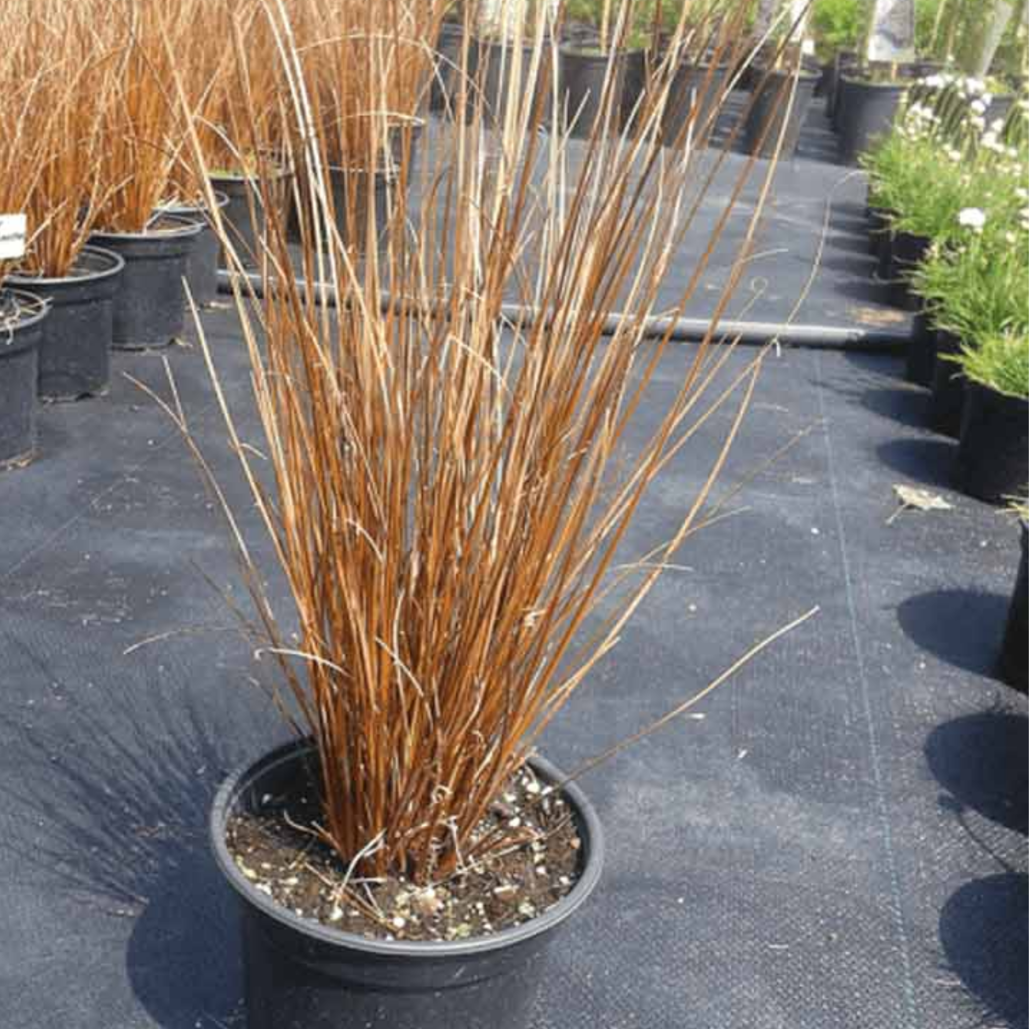 Potted plant with bronze stems on a black tarp