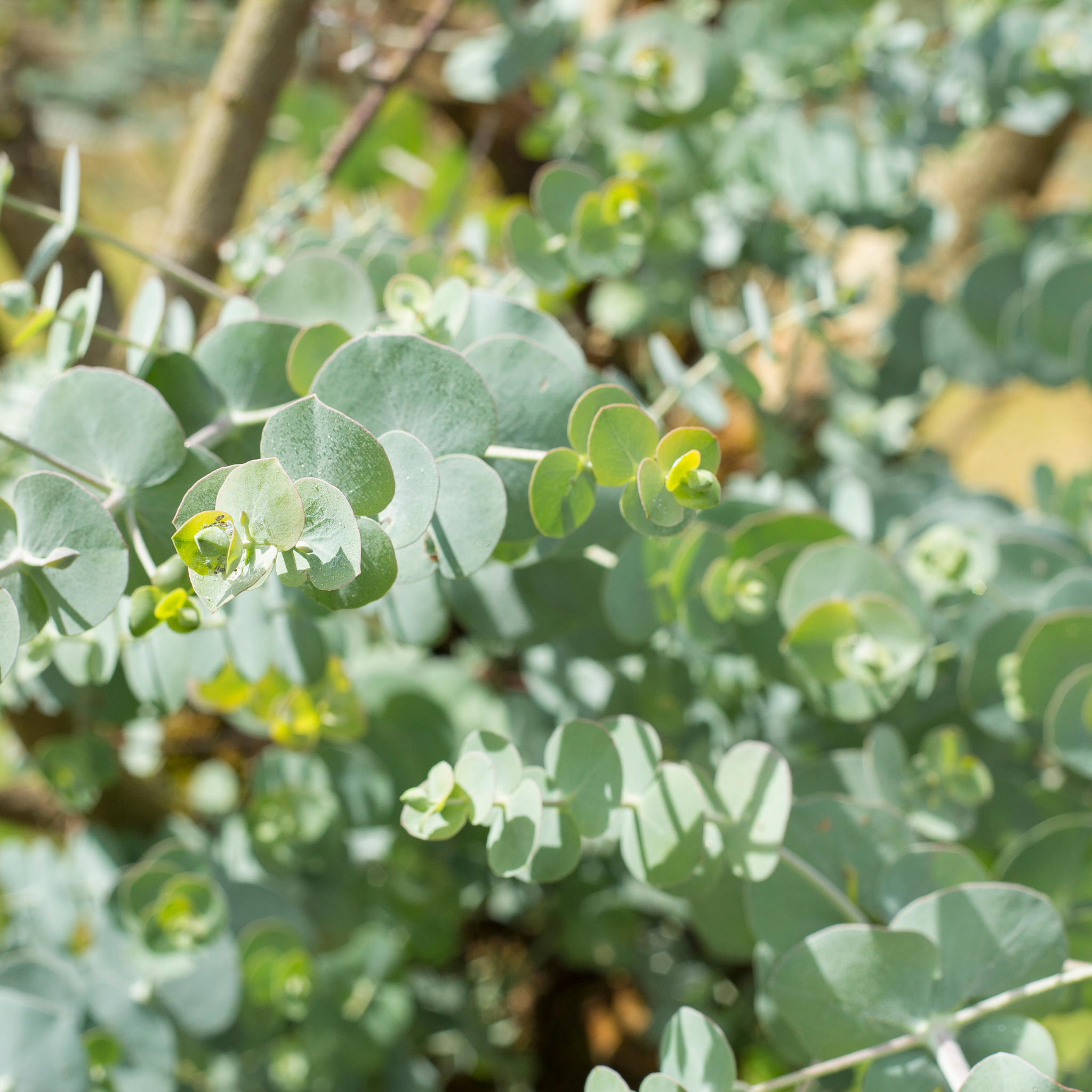 Silver Leaved Mountain Gum - Eucalyptus pulverulenta