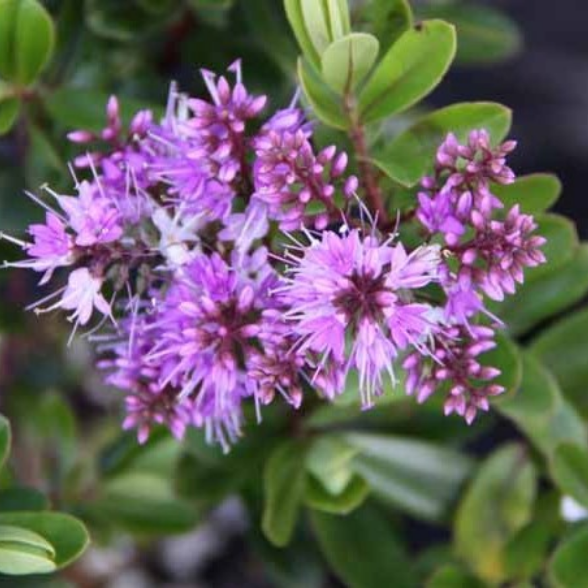 Showy Hebe Inspiration - Hebe speciosa diosmifolia 'Inspiration'
