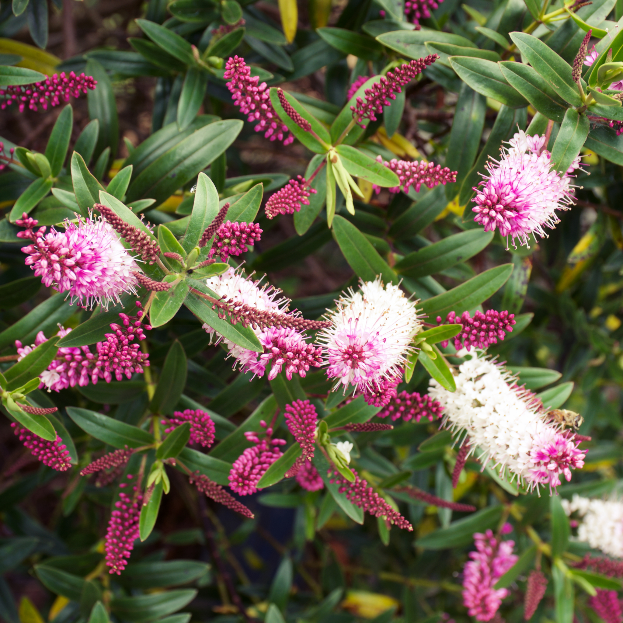 Close-up of pink and white flowers with green leaves