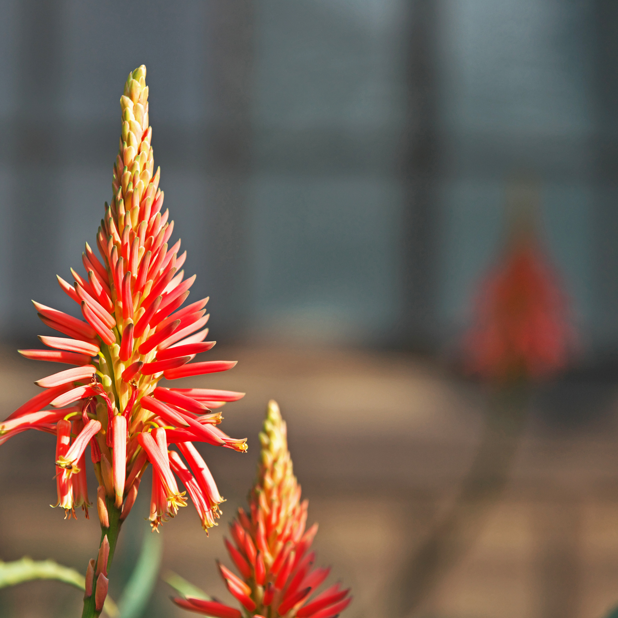 Aloe hybrida Gemini PBR