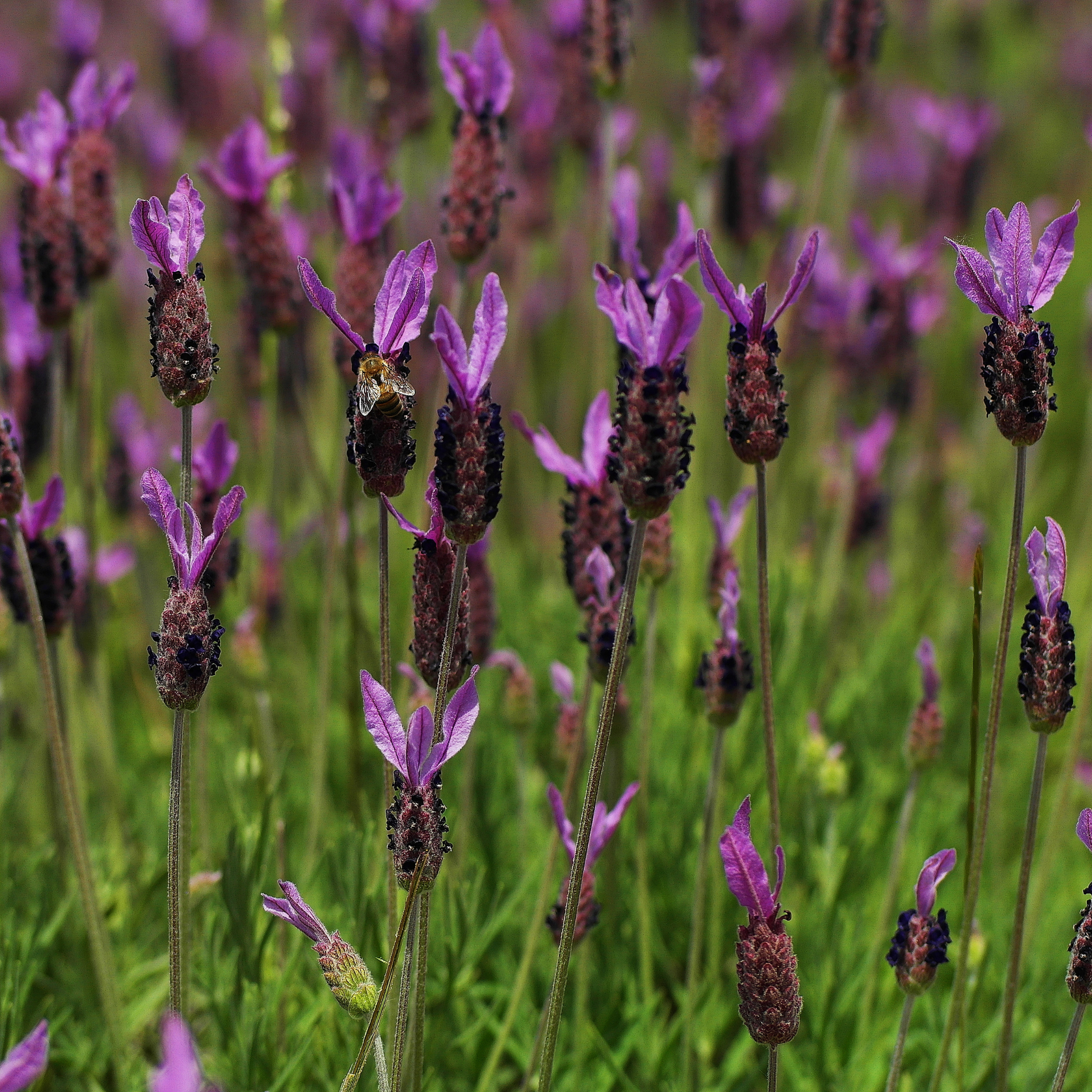 Lavandula pedunculata La Diva Papillon Big Night