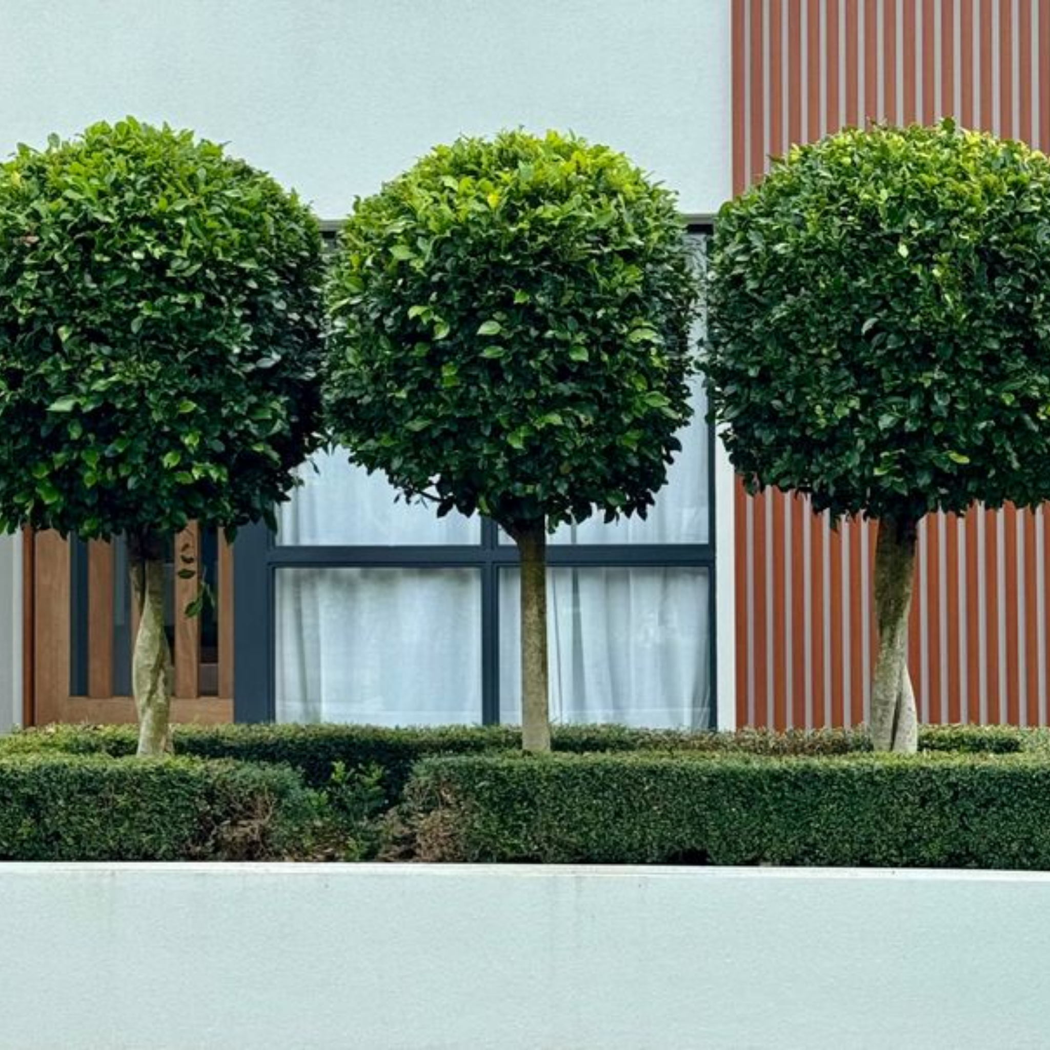 Hills Weeping Fig - Ficus microcarpa hillii Emerald