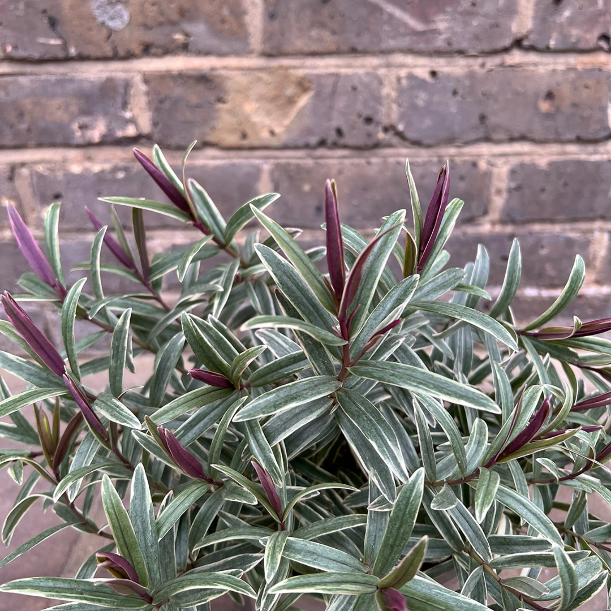 Hebe hybrida Annies Winter Wonder