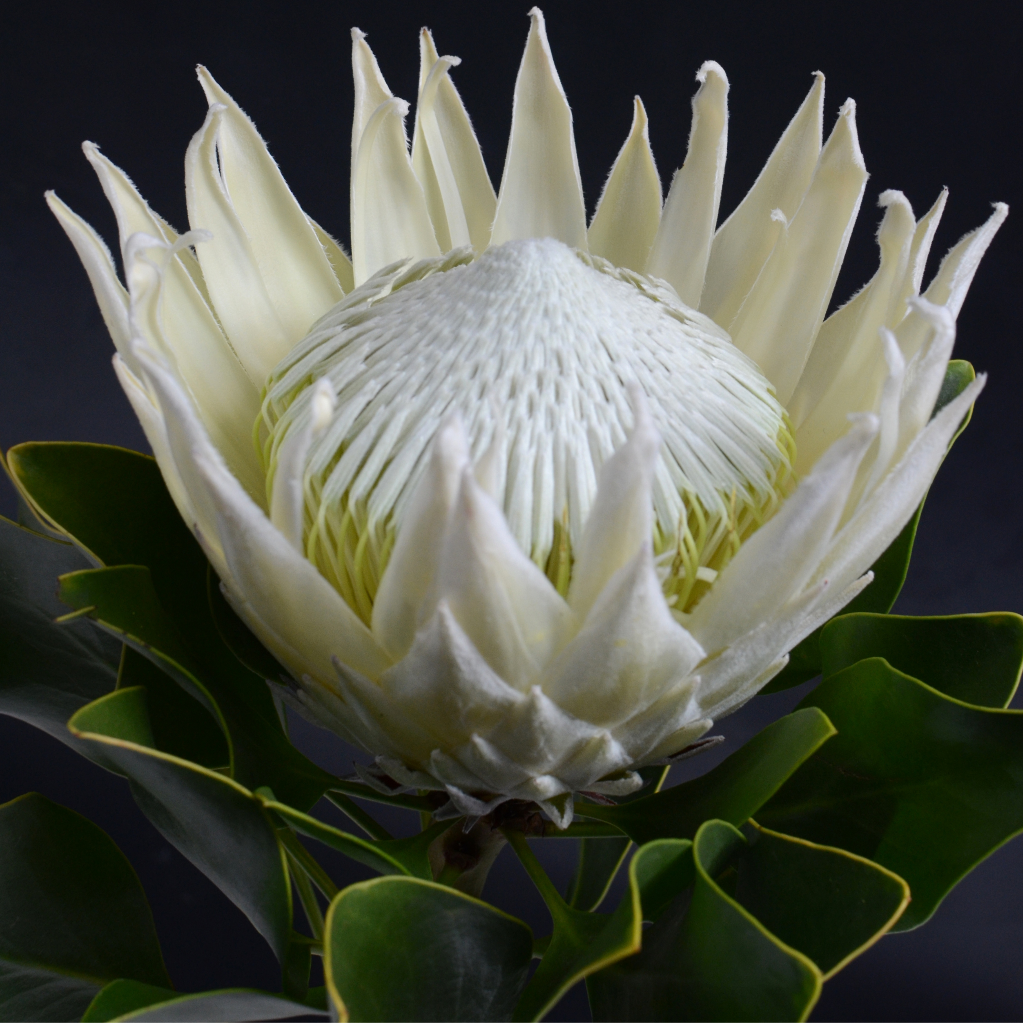 King White King Protea - Protea cynaroides King White