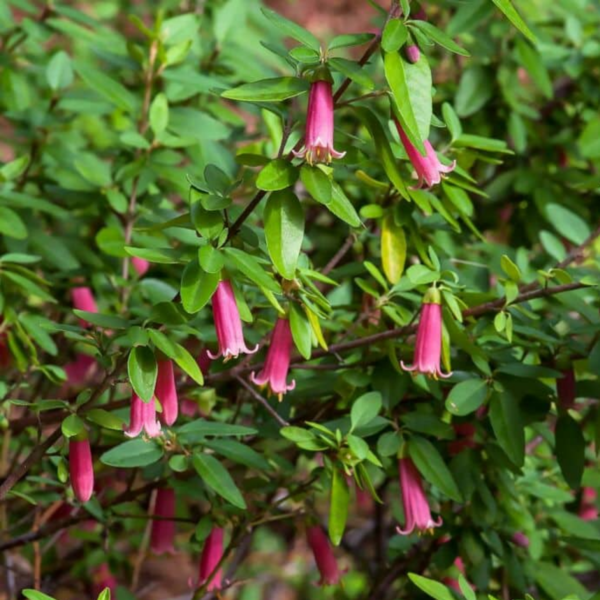 Correa Native Fushsia - Correa reflexa pulchella 'Dusky Bells'