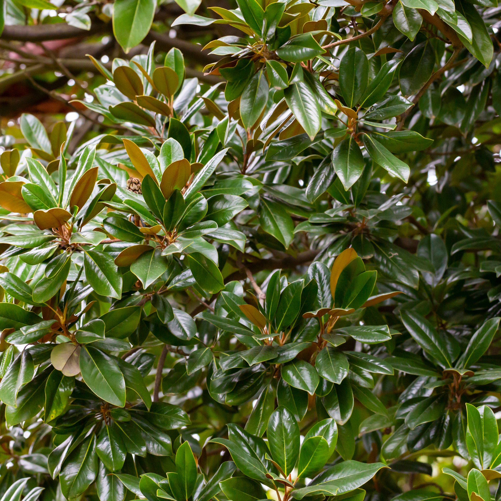 Bull Bay Magnolia Alta - Magnolia grandiflora Alta