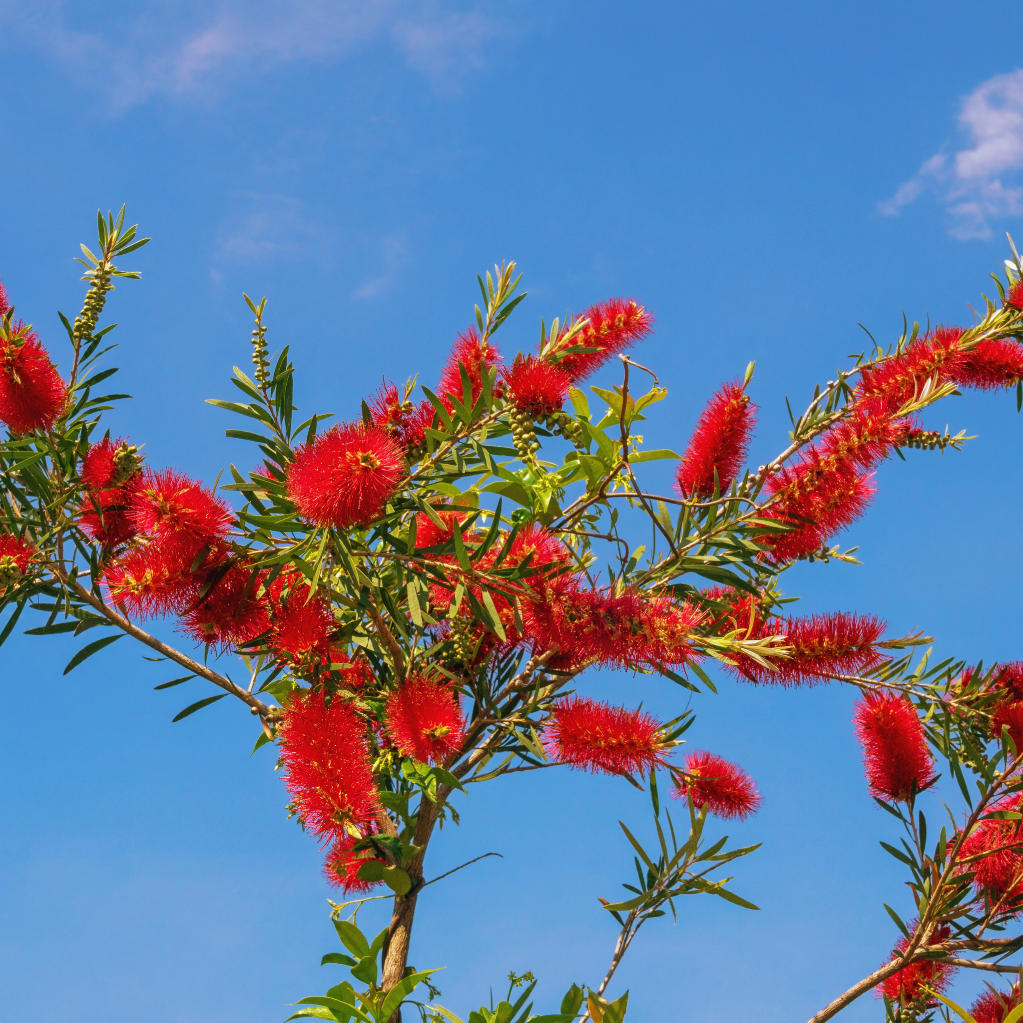 Weeping Bottlebrush Hannah Ray - Callistemon viminalis 'Hannah Ray'