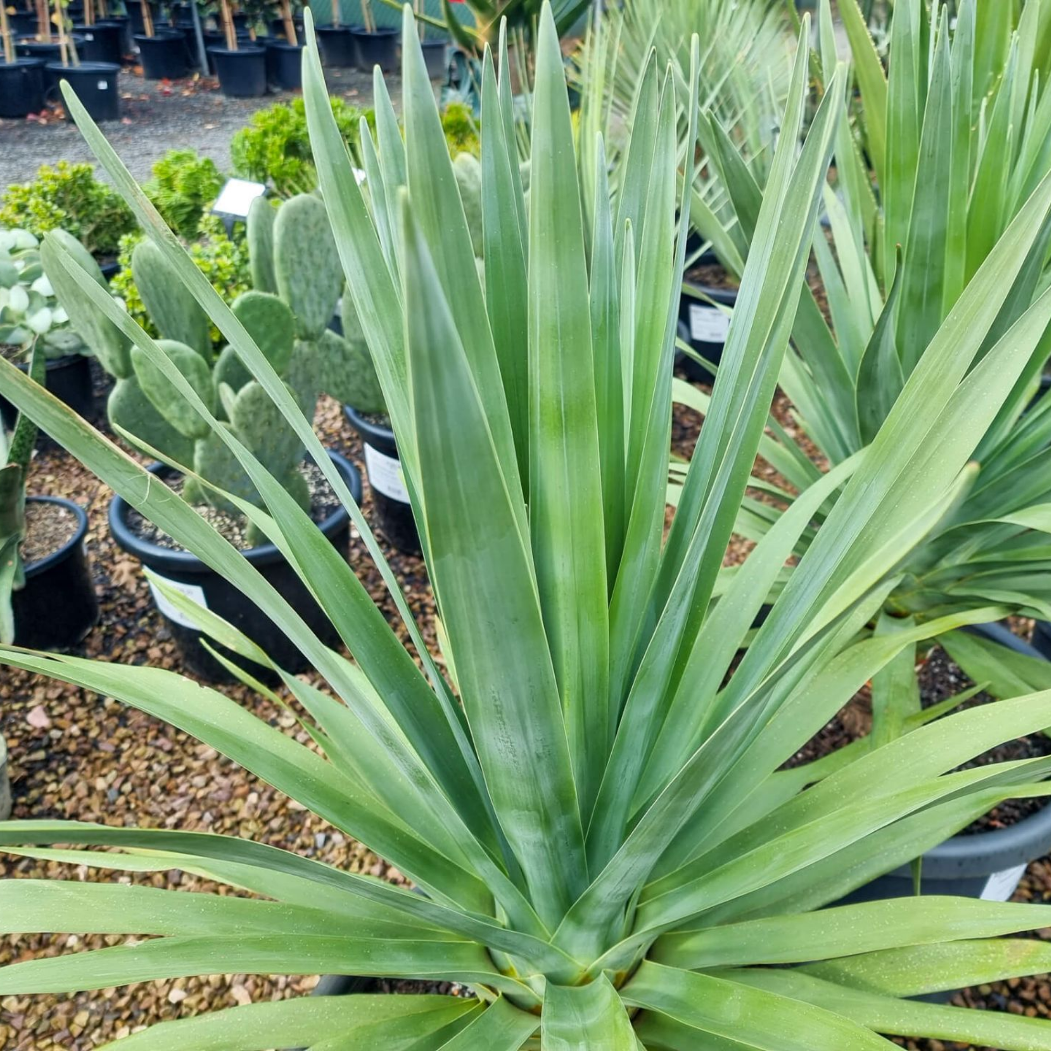 Canary Islands Dragon Tree - Dracaena draco