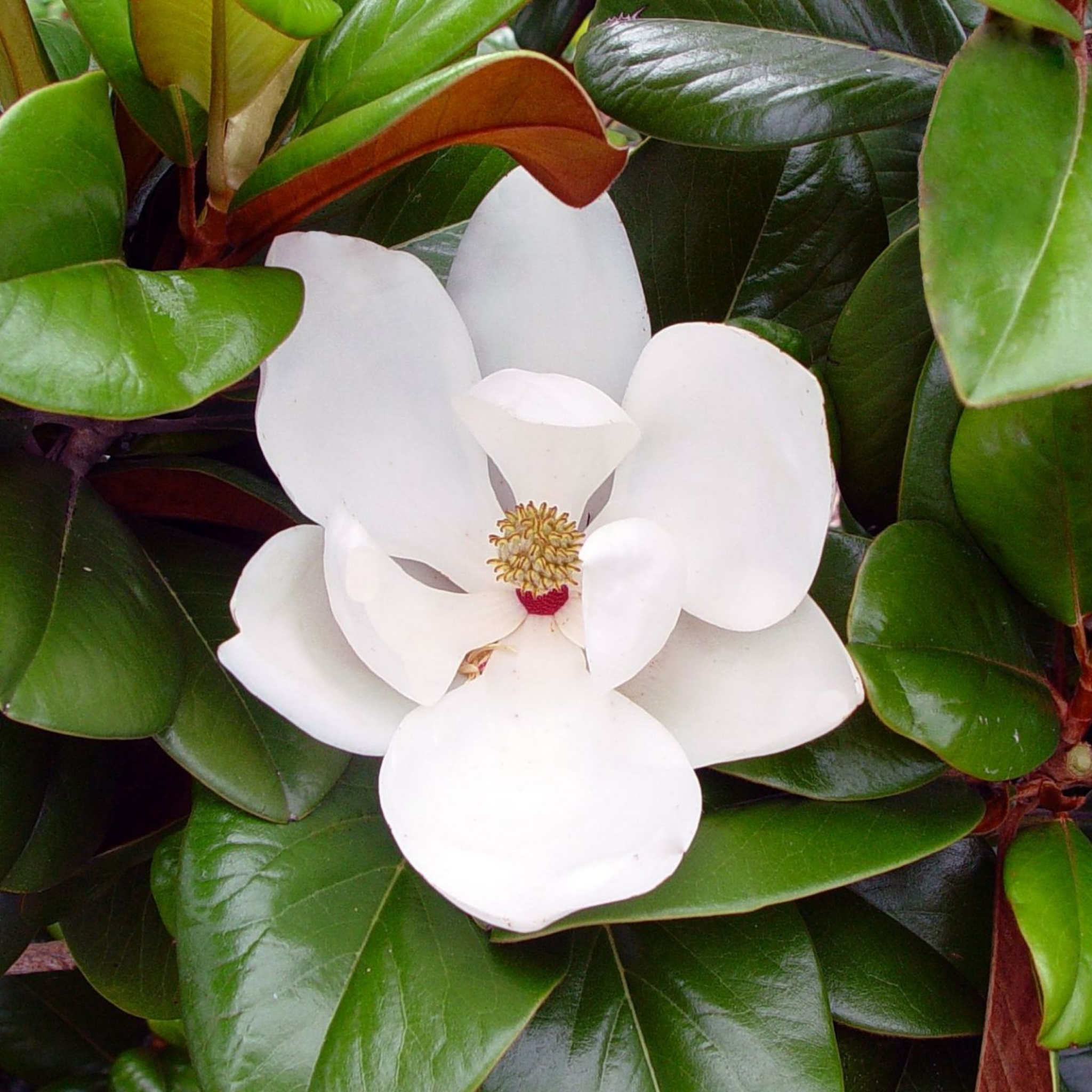 Magnolia Teddy Bear - Magnolia grandiflora Teddy Bear