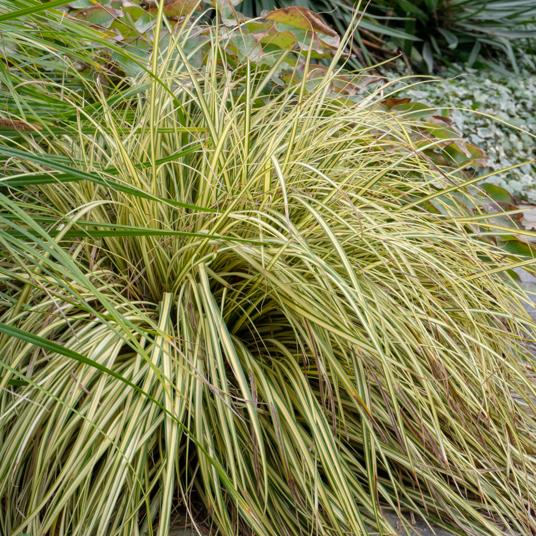 Close-up of a plant with long, thin leaves in a natural setting