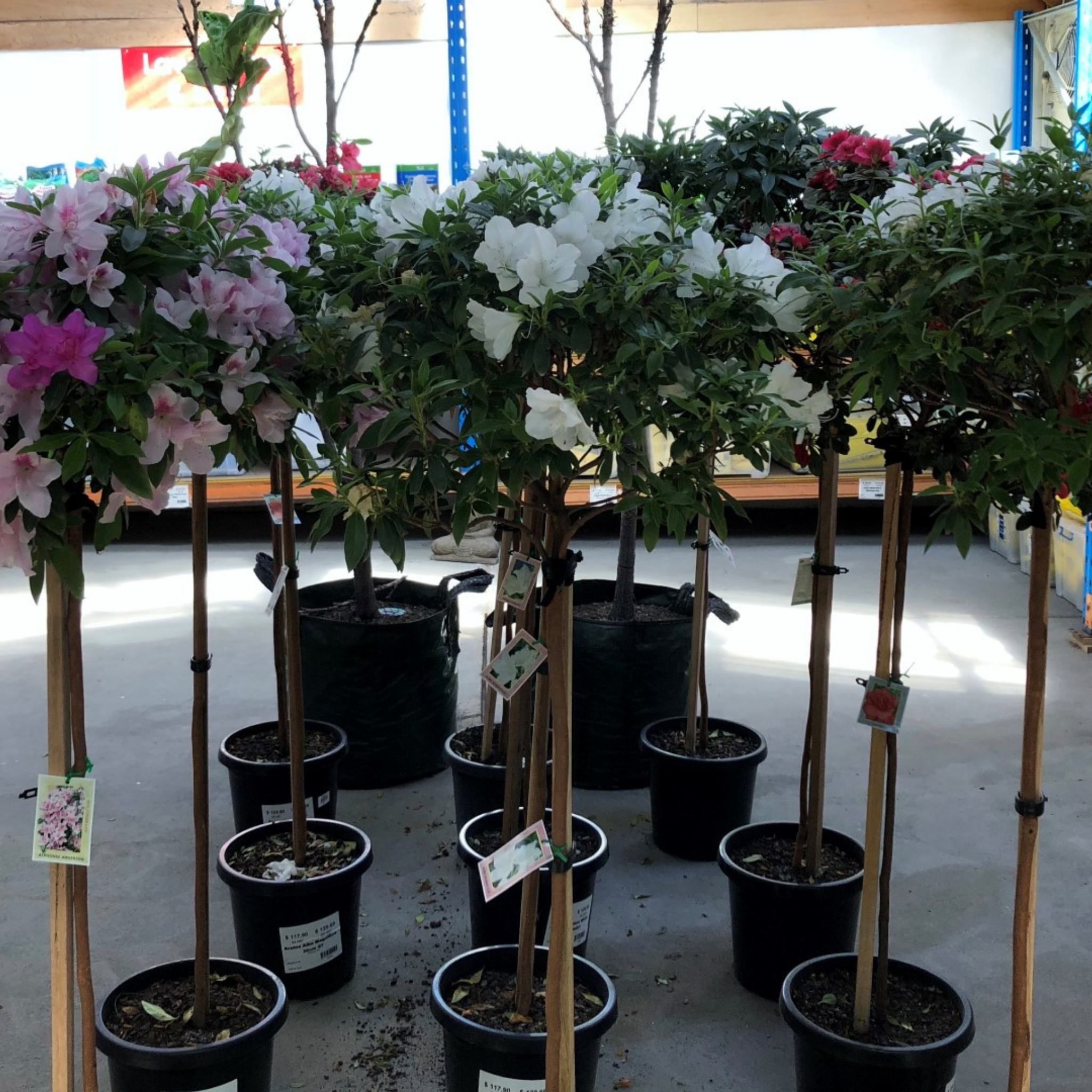Row of potted plants with decorative flowers in a store setting