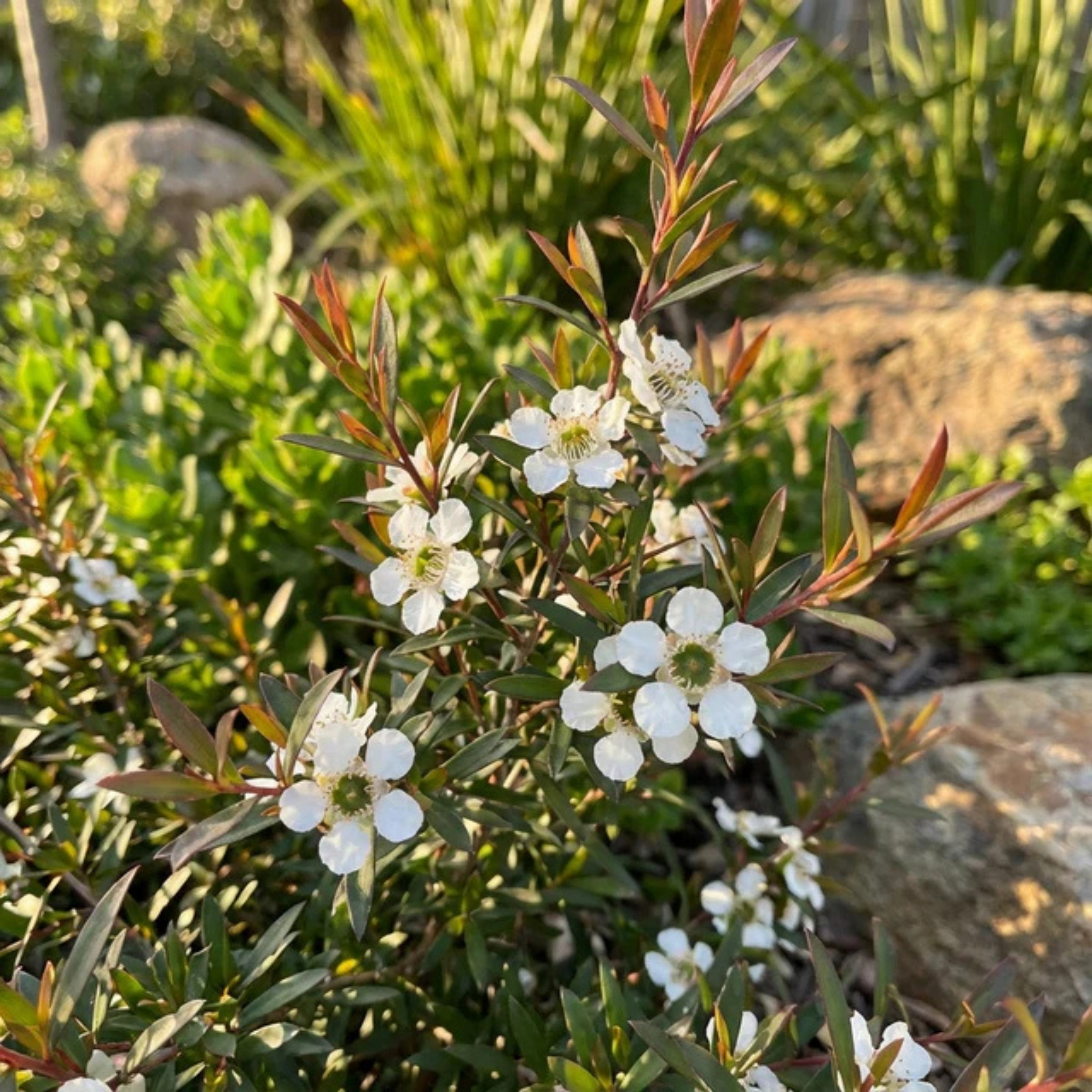 Tea Tree Starry Night - Leptospermum obovatum Starry Night