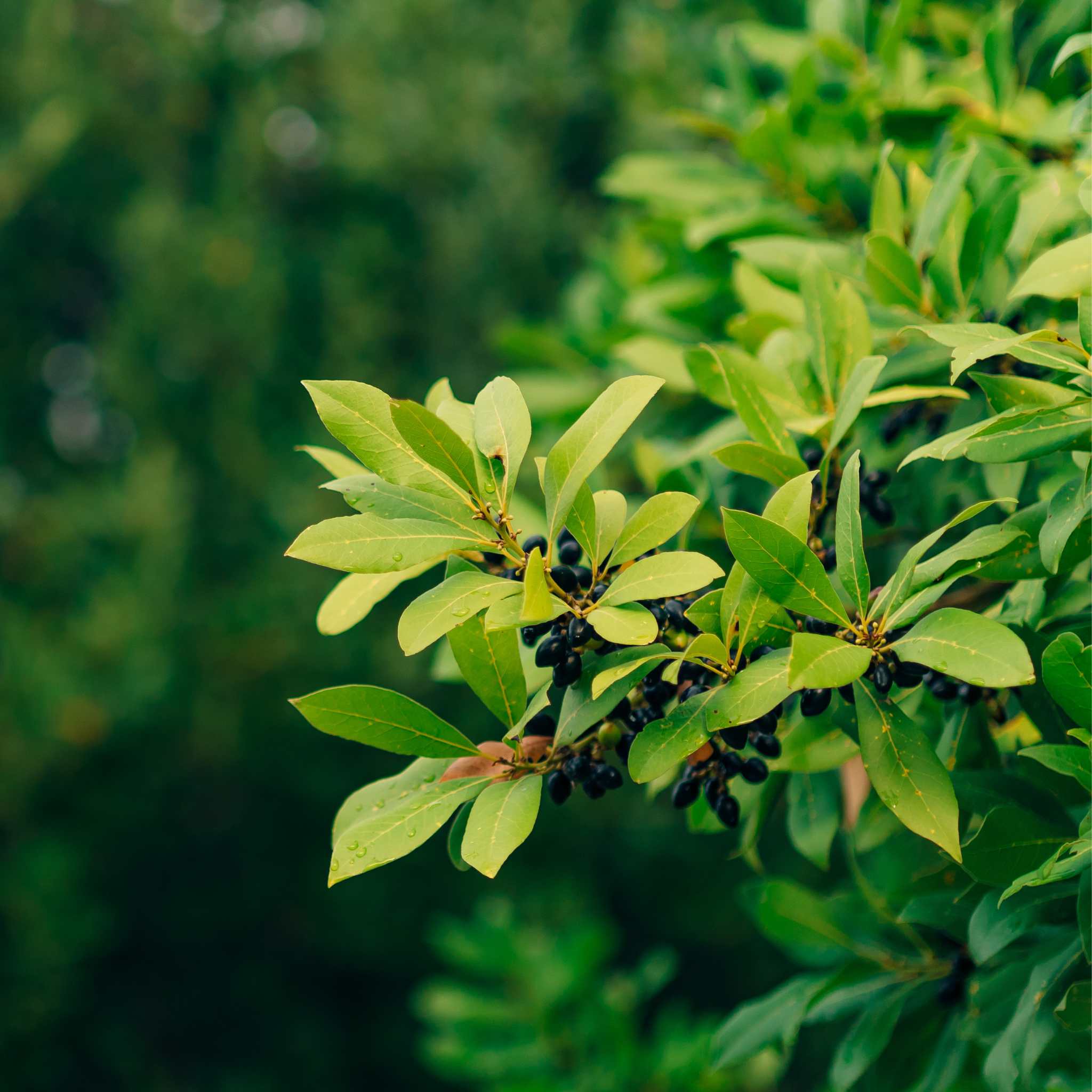 Dwarf Bay Laurel Tree - Laurus nobilis Baby Bay