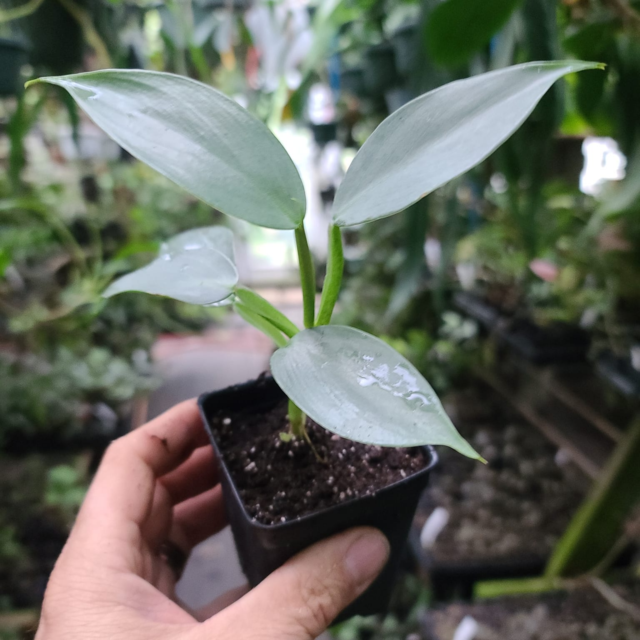 Silver Sword Philodendron - Philodendron hastatum