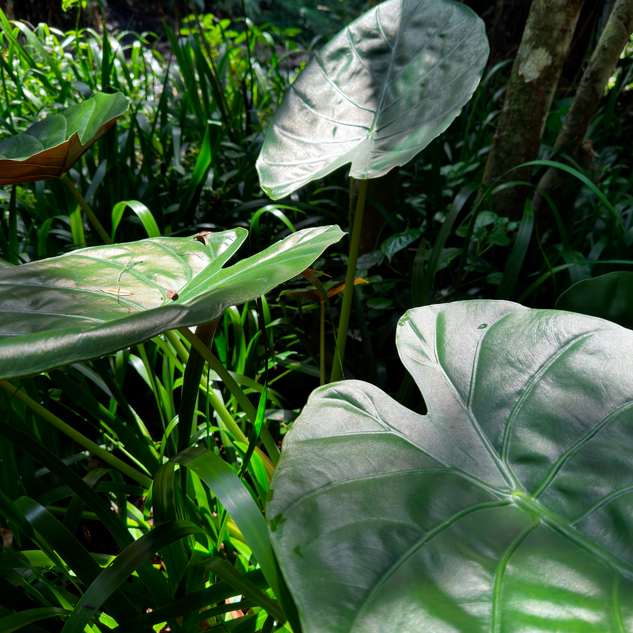 Large Elephants Ear - Alocasia hybrida Regal Shield