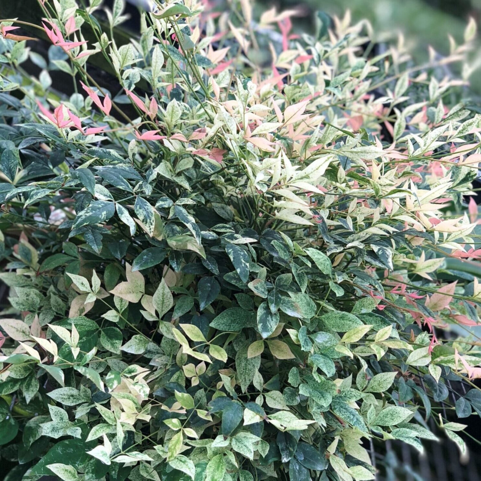 Nandina Twilight - Nandina domestica Twilight