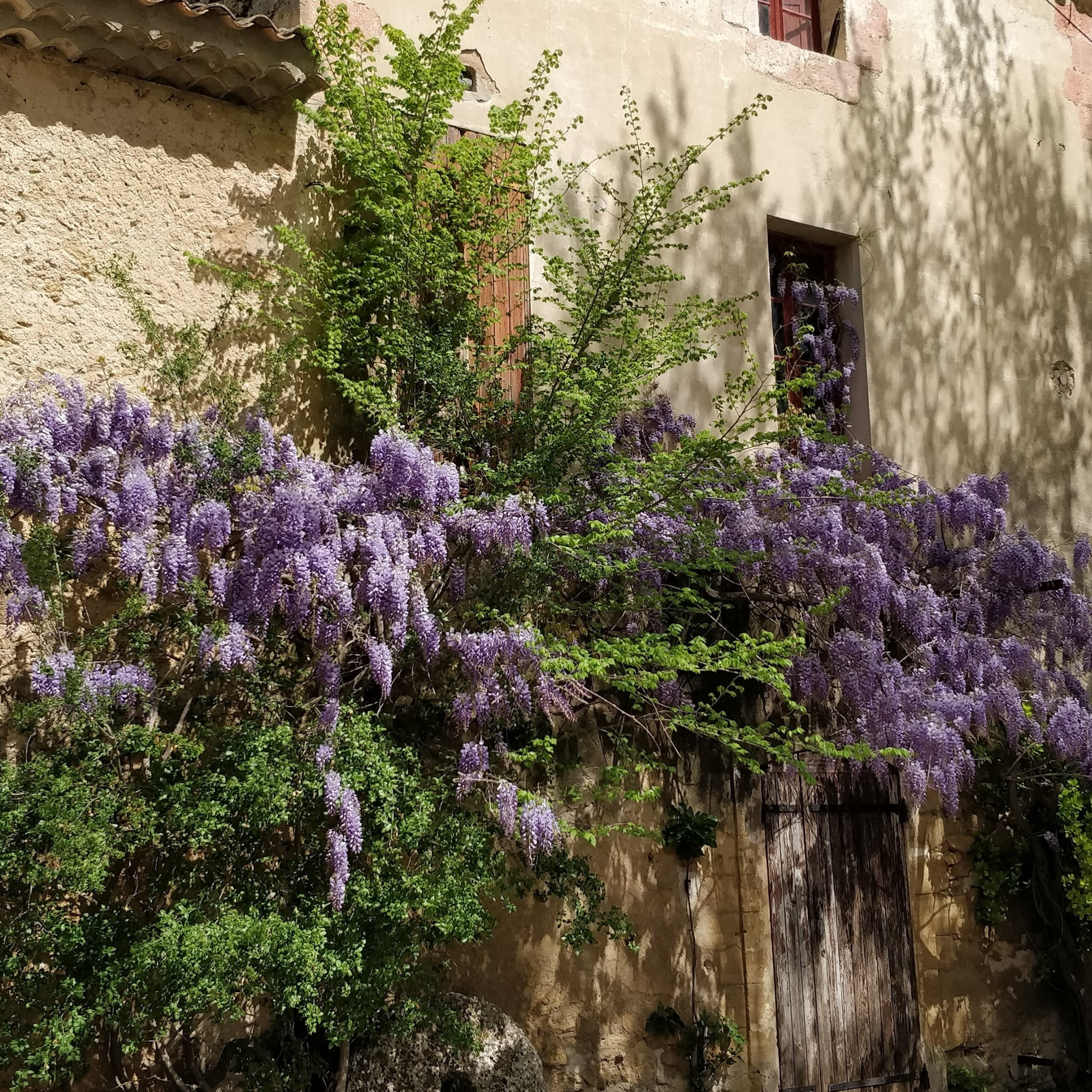 Japanese Wisteria - Wisteria floribunda