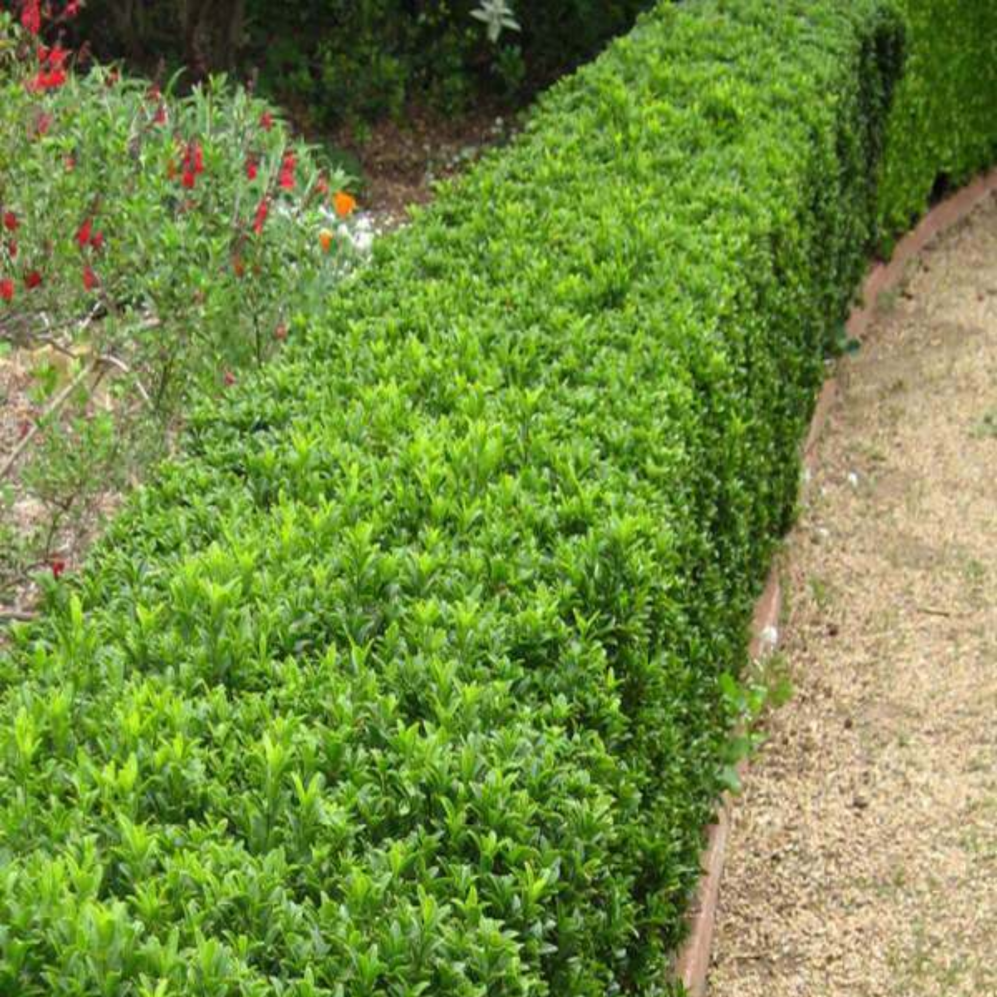 Japanese Spindle Bush - Euonymus japonicus Green Rocket