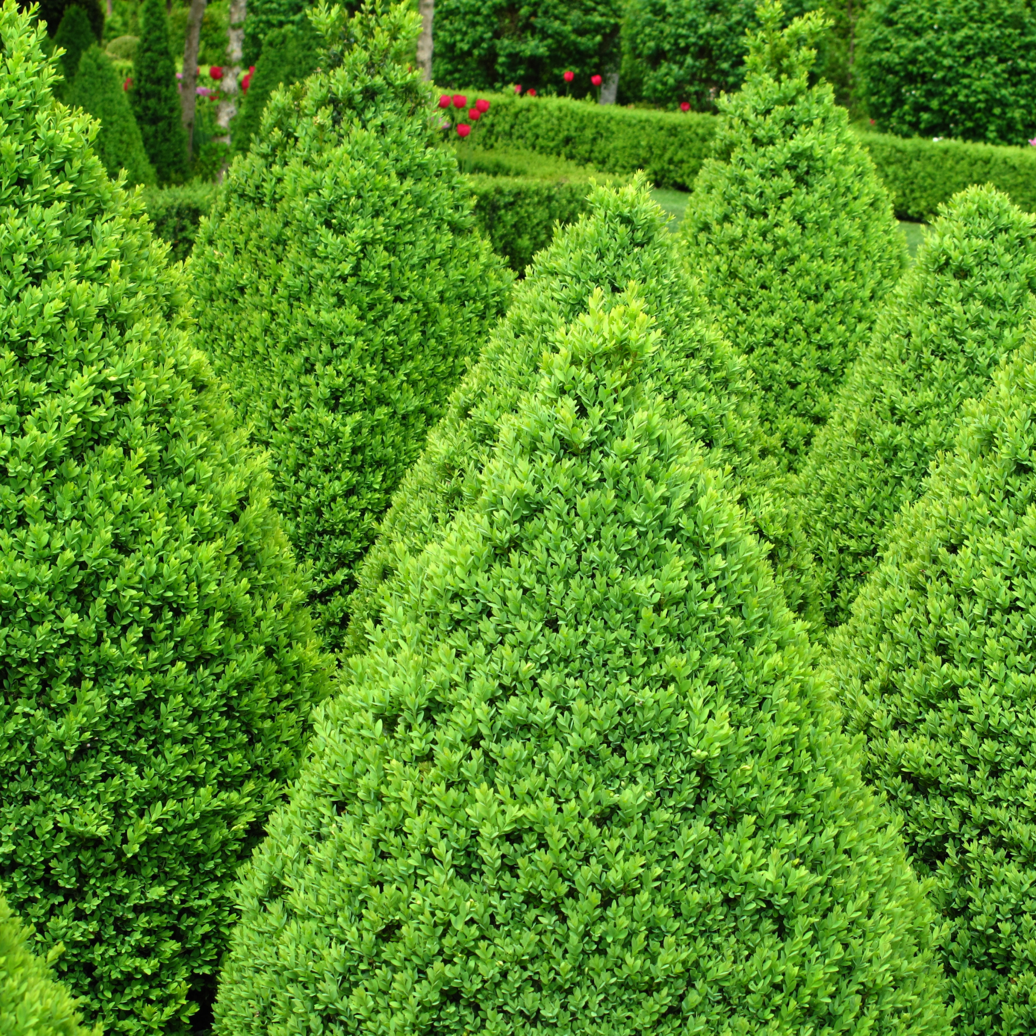 Neatly trimmed green hedges in a garden setting