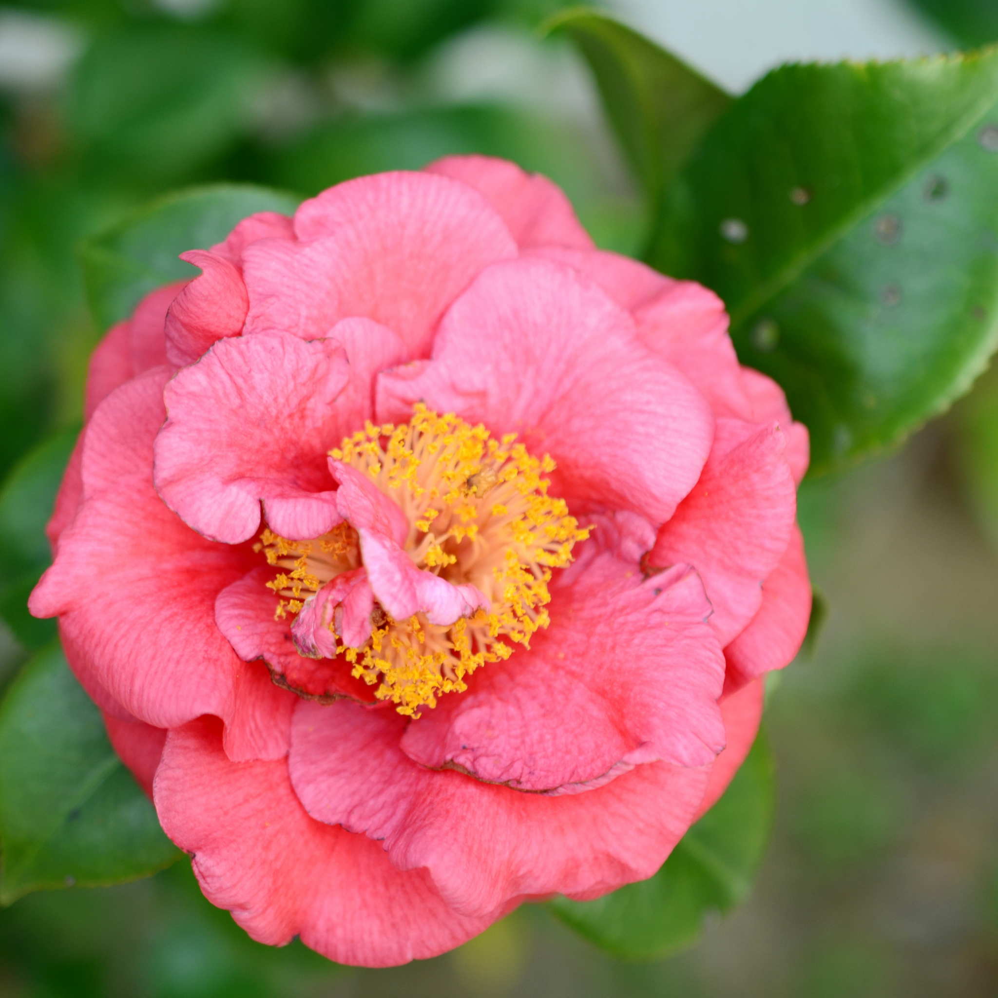 Camellia japonica Assorted