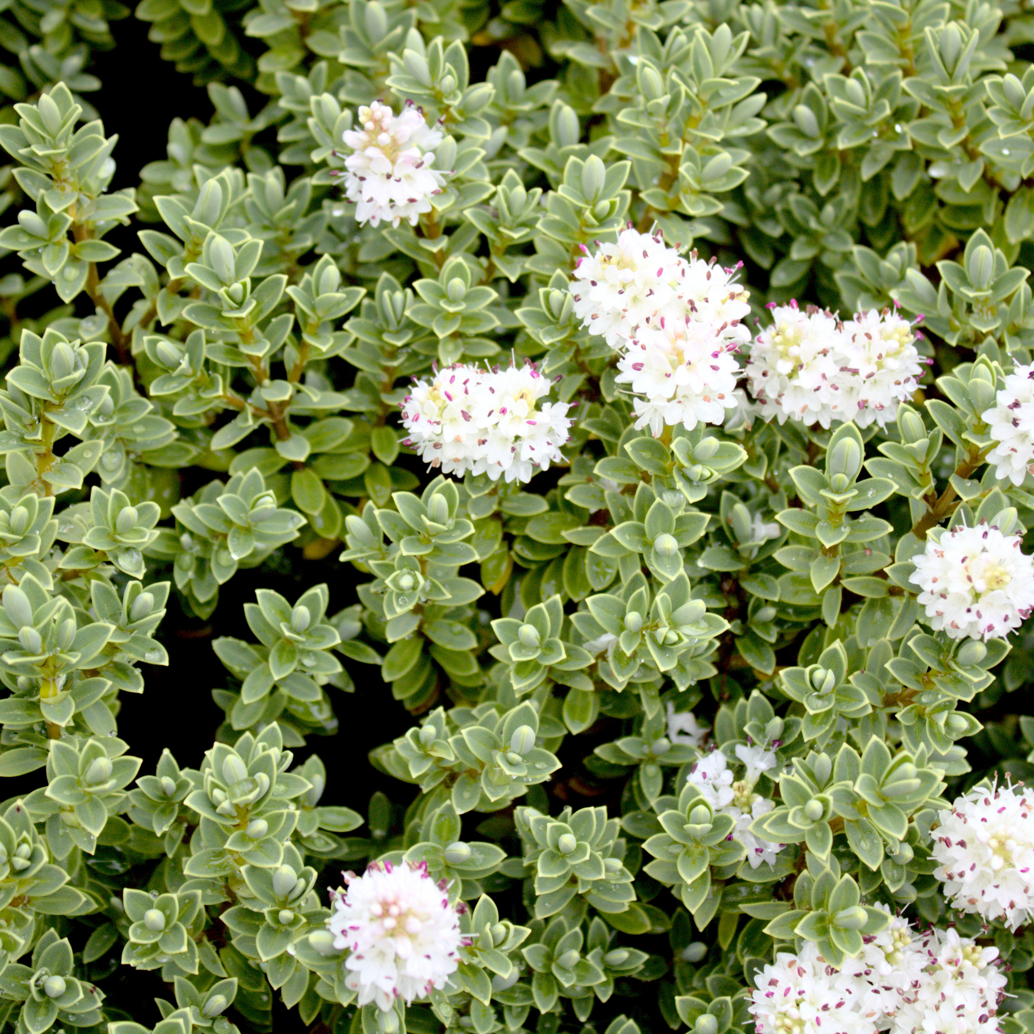 White Hebe - Hebe albicans