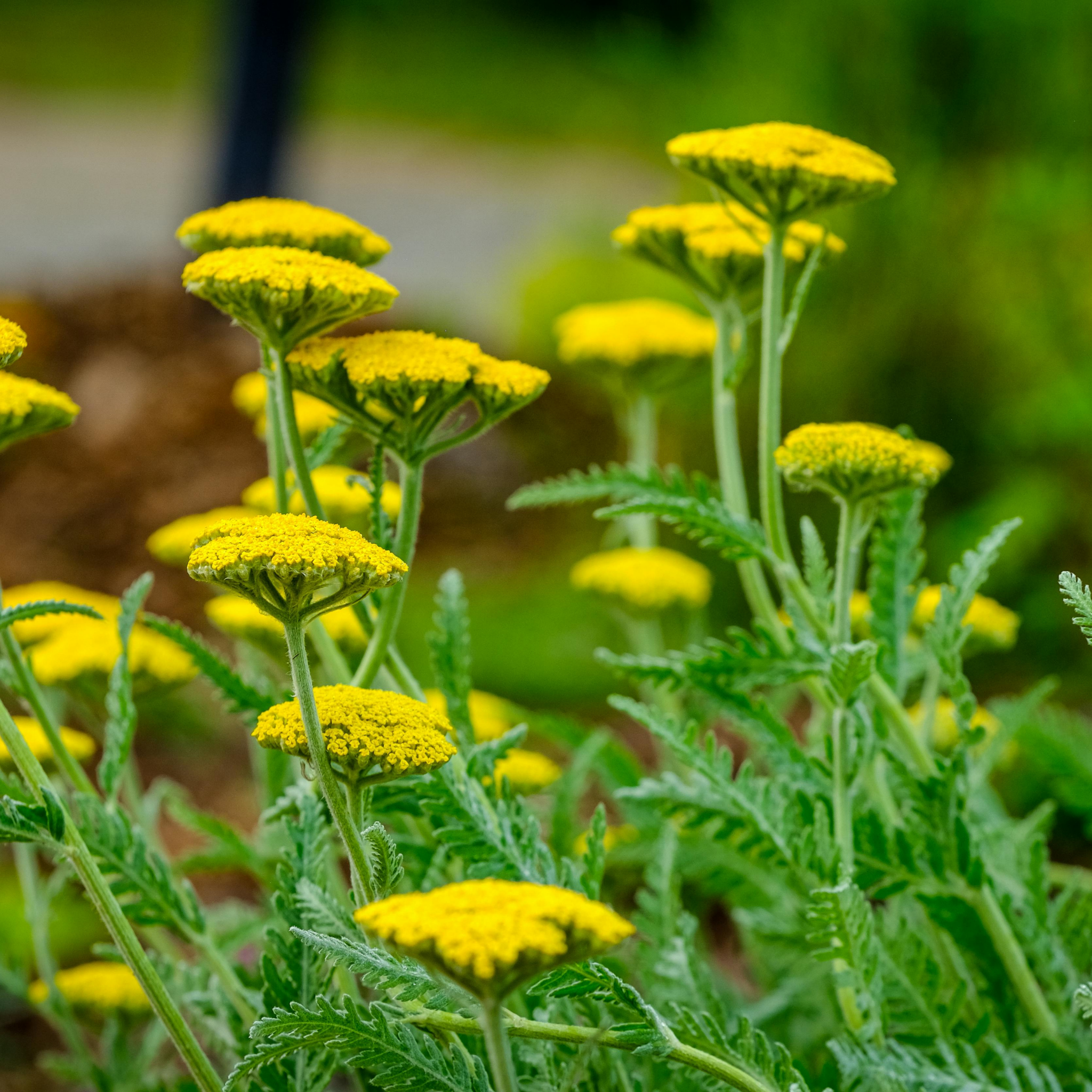 Ornamental Yarrow - Achillea clypeolata