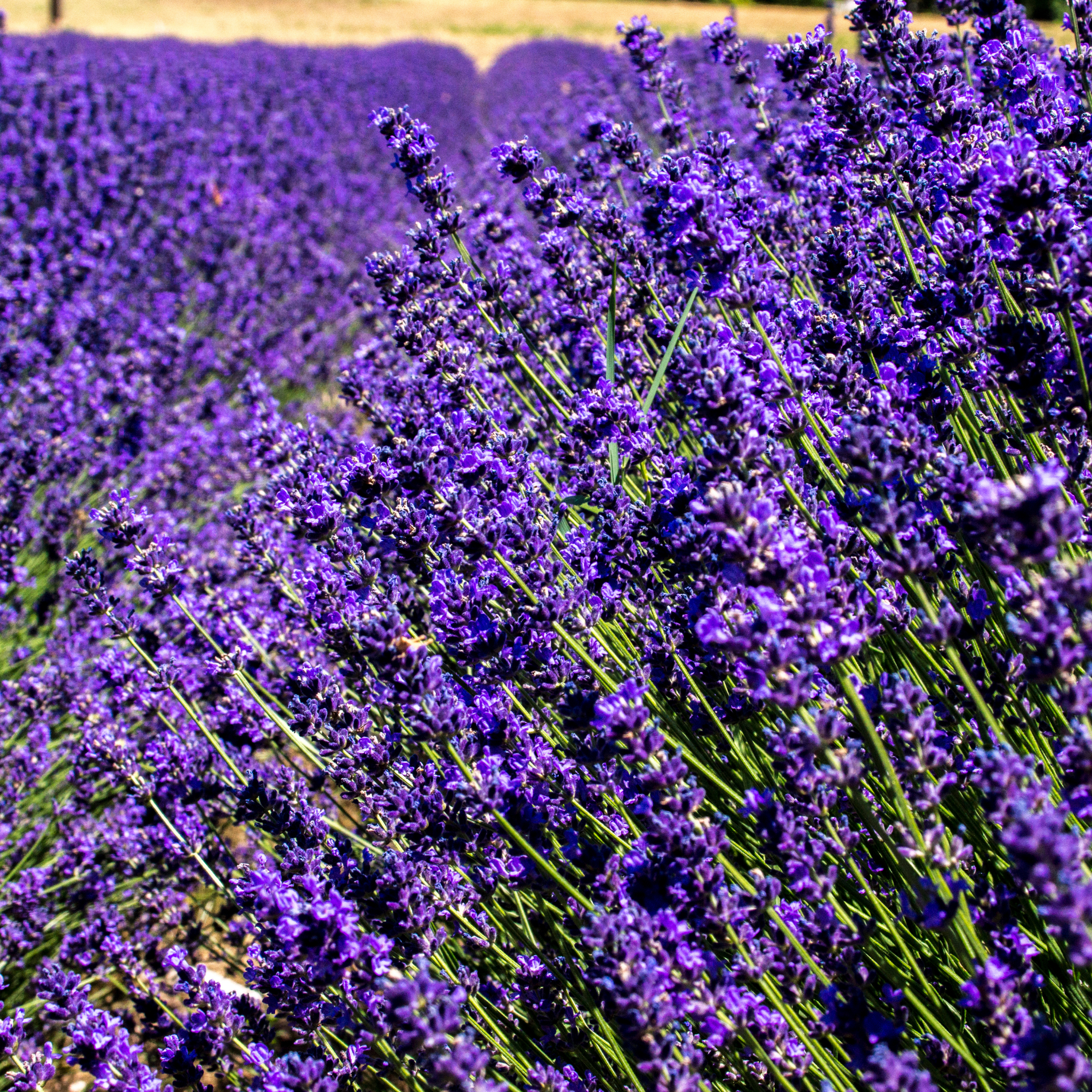 English Lavender - Lavandula angustifolia