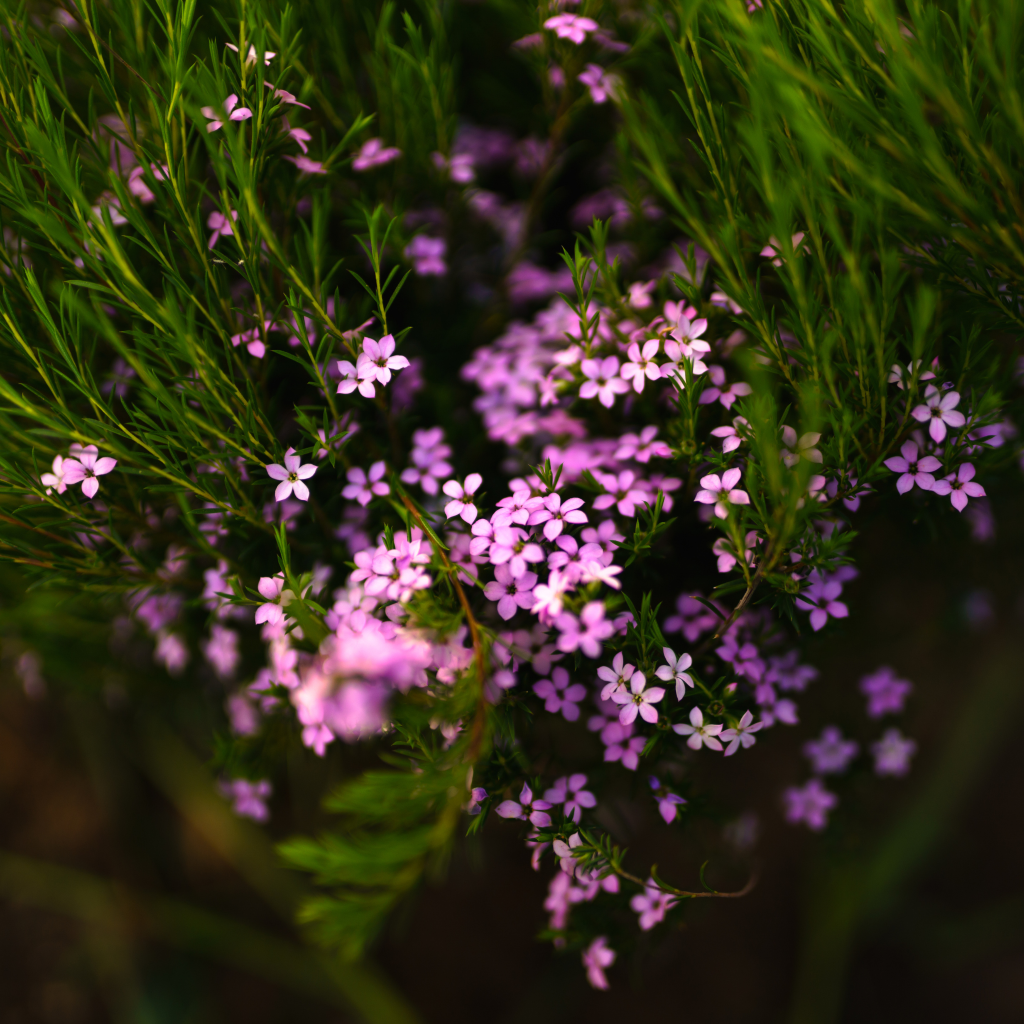 Dwarf Diosma - Coleonema pulchellum Compacta