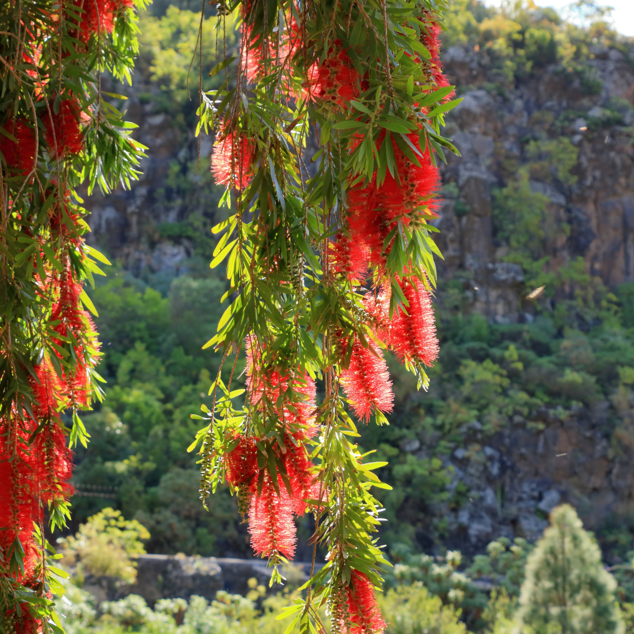 Weeping Bottlebrush - Callistemon viminalis 'Dawson River Weeper'