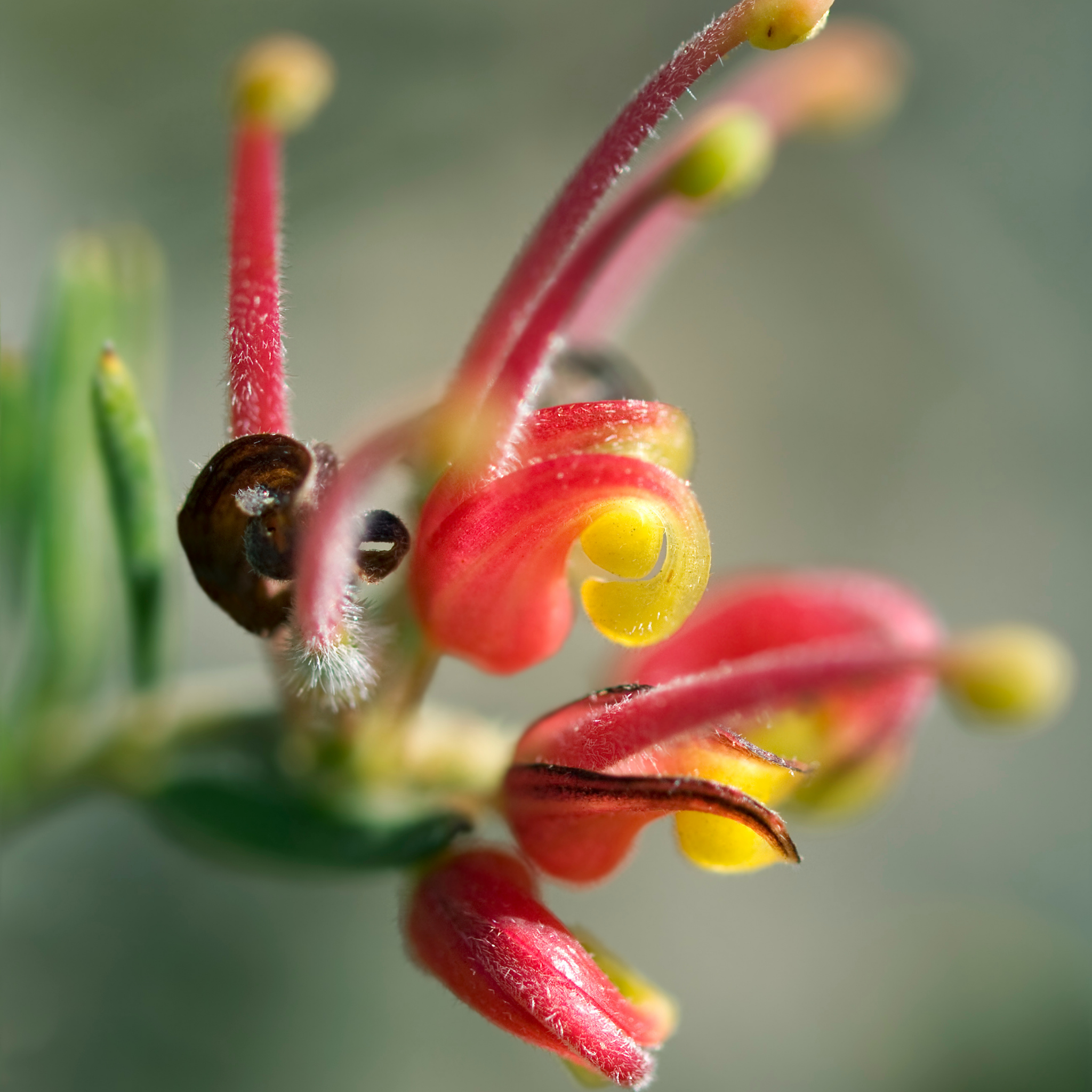 Grevillea 'Fireworks' - Grevillea hybrida Fireworks