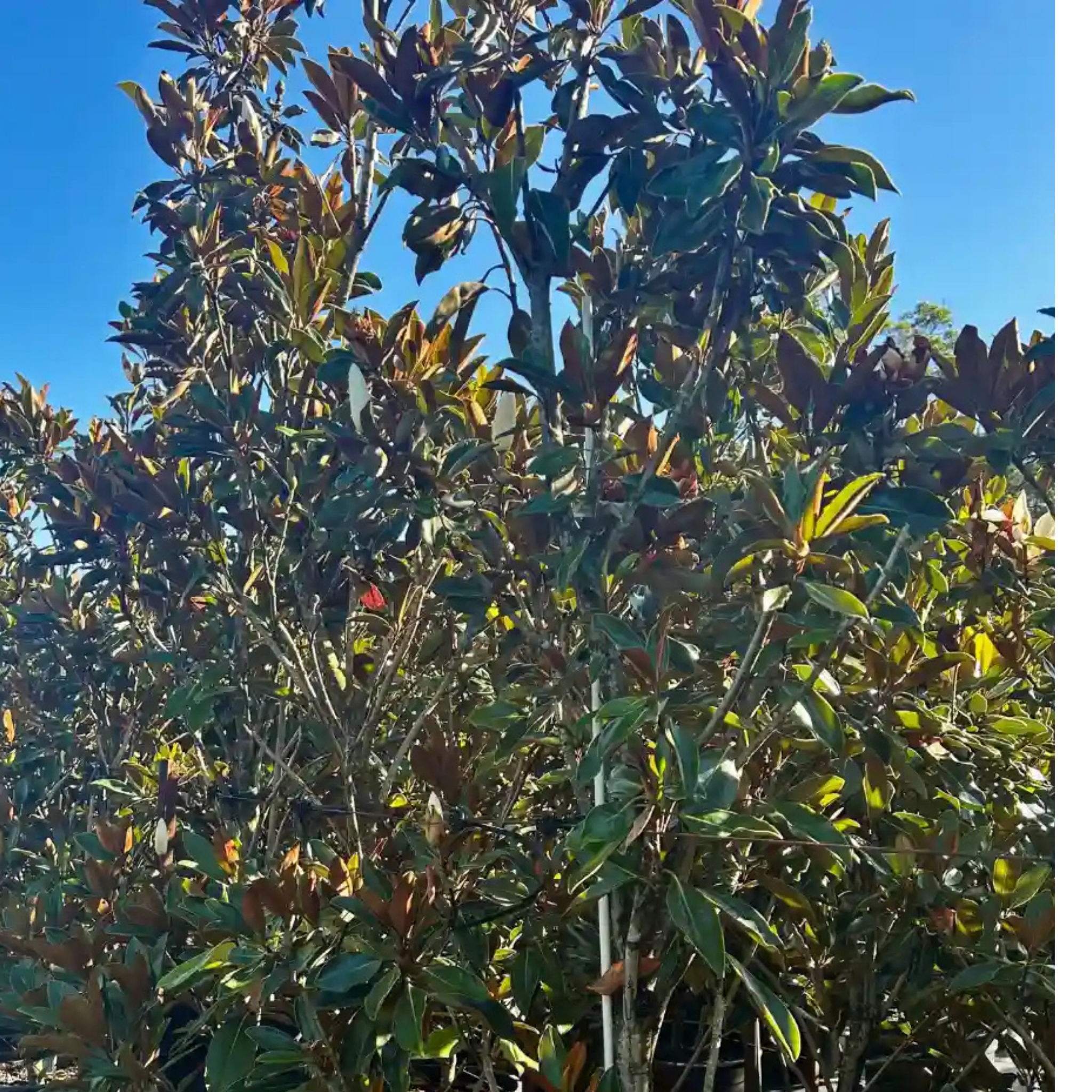 Magnolia Kay Paris - Magnolia grandiflora Kay Parris