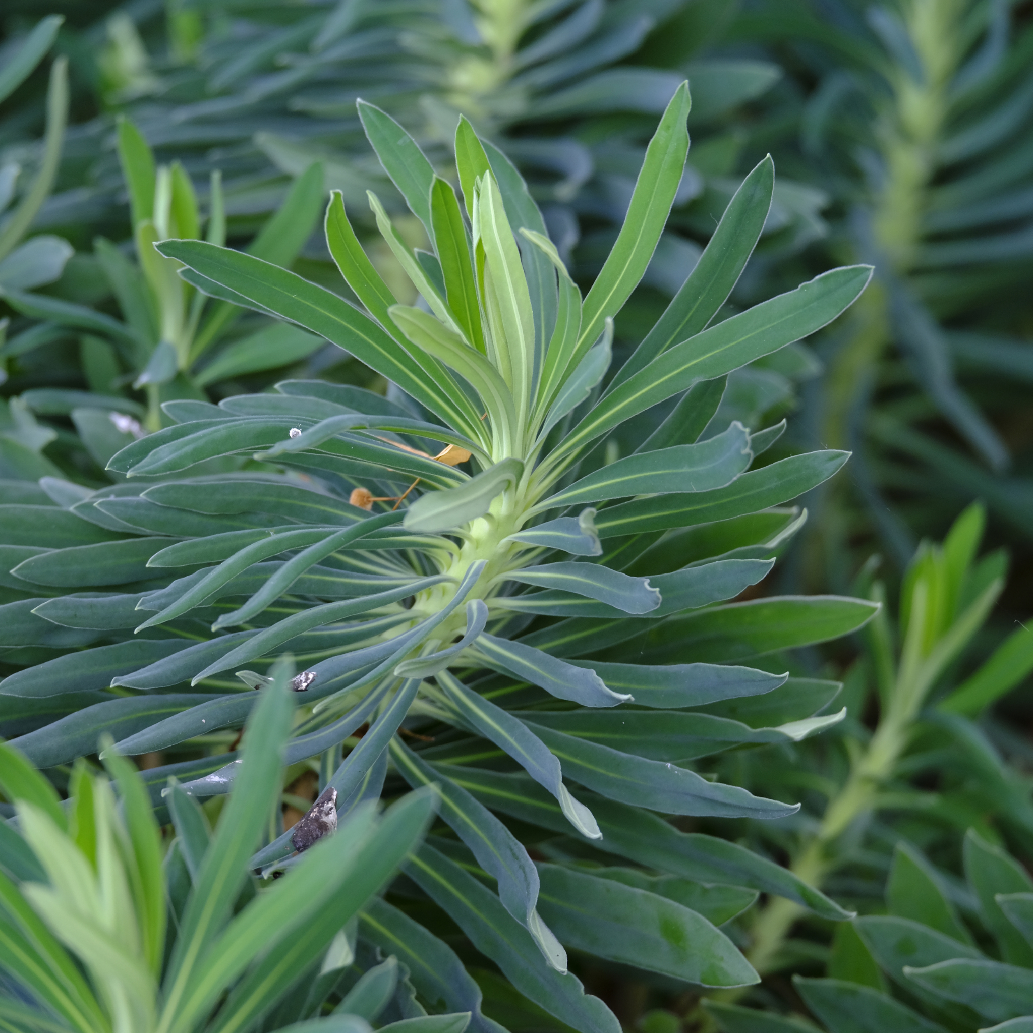 Mediterranean Spurge - Euphorbia characias wulfenii