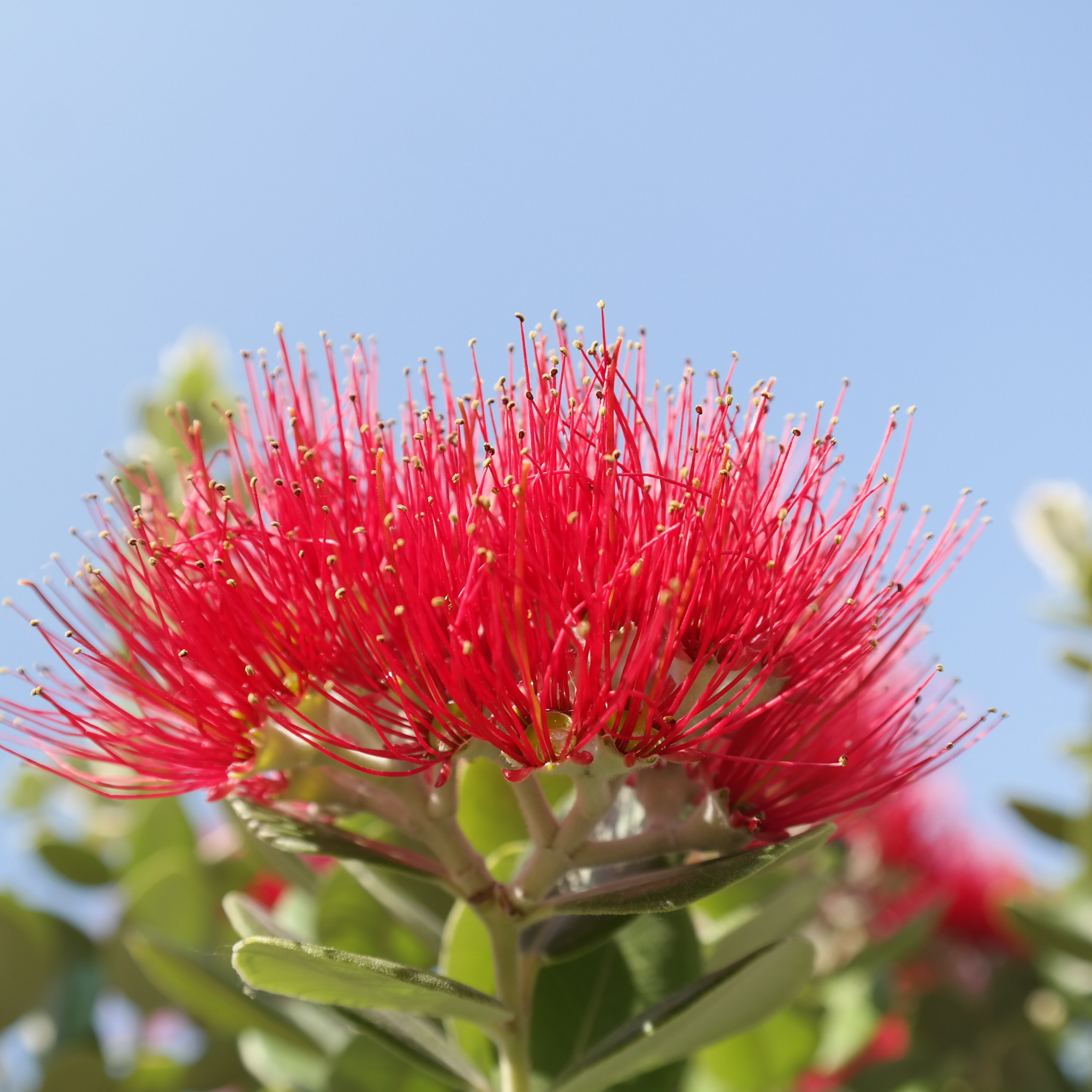 New Zealand Christmas Bush - Metrosideros collina Tahiti