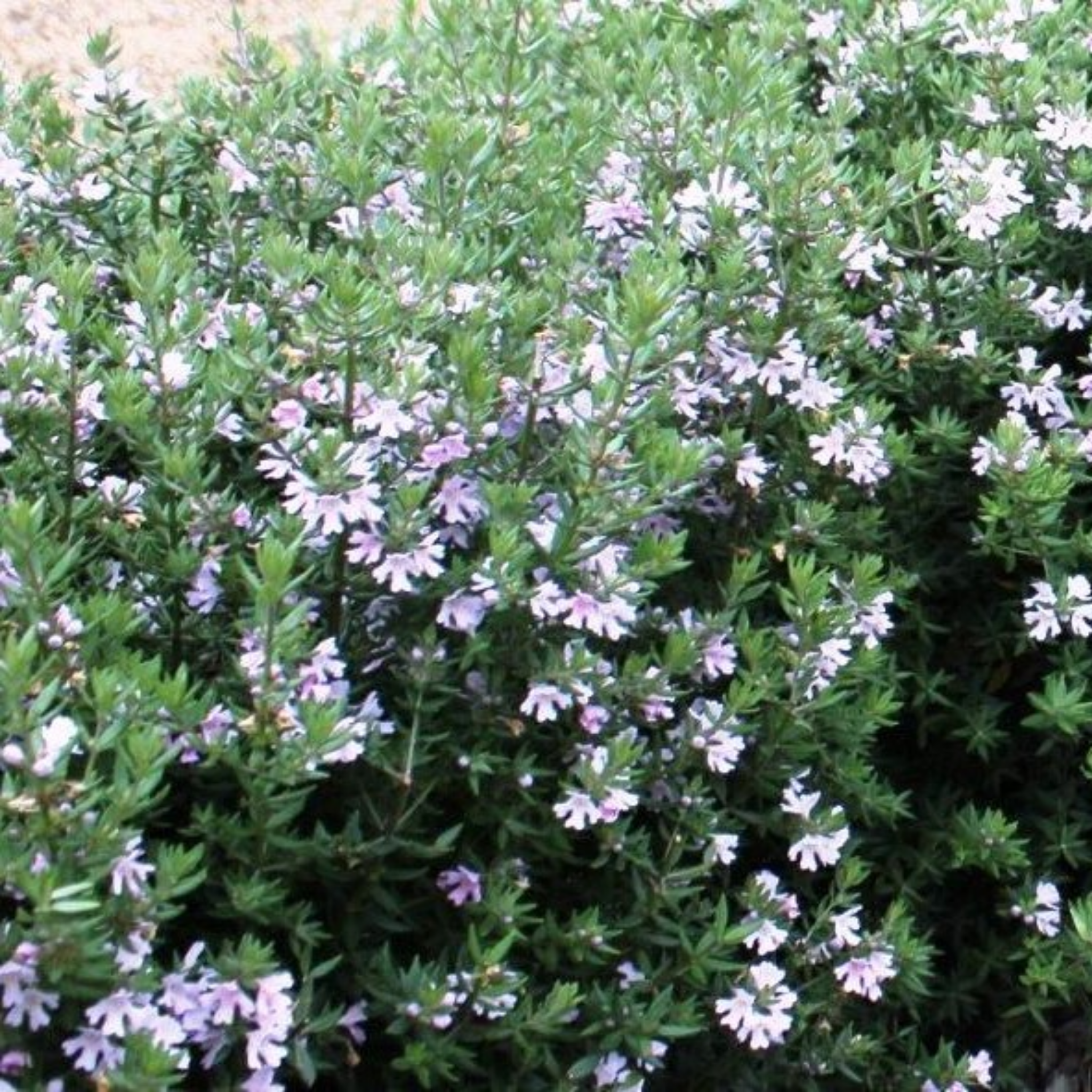 Aussie Box Native Rosemary - Westringia hybrida Aussie Box