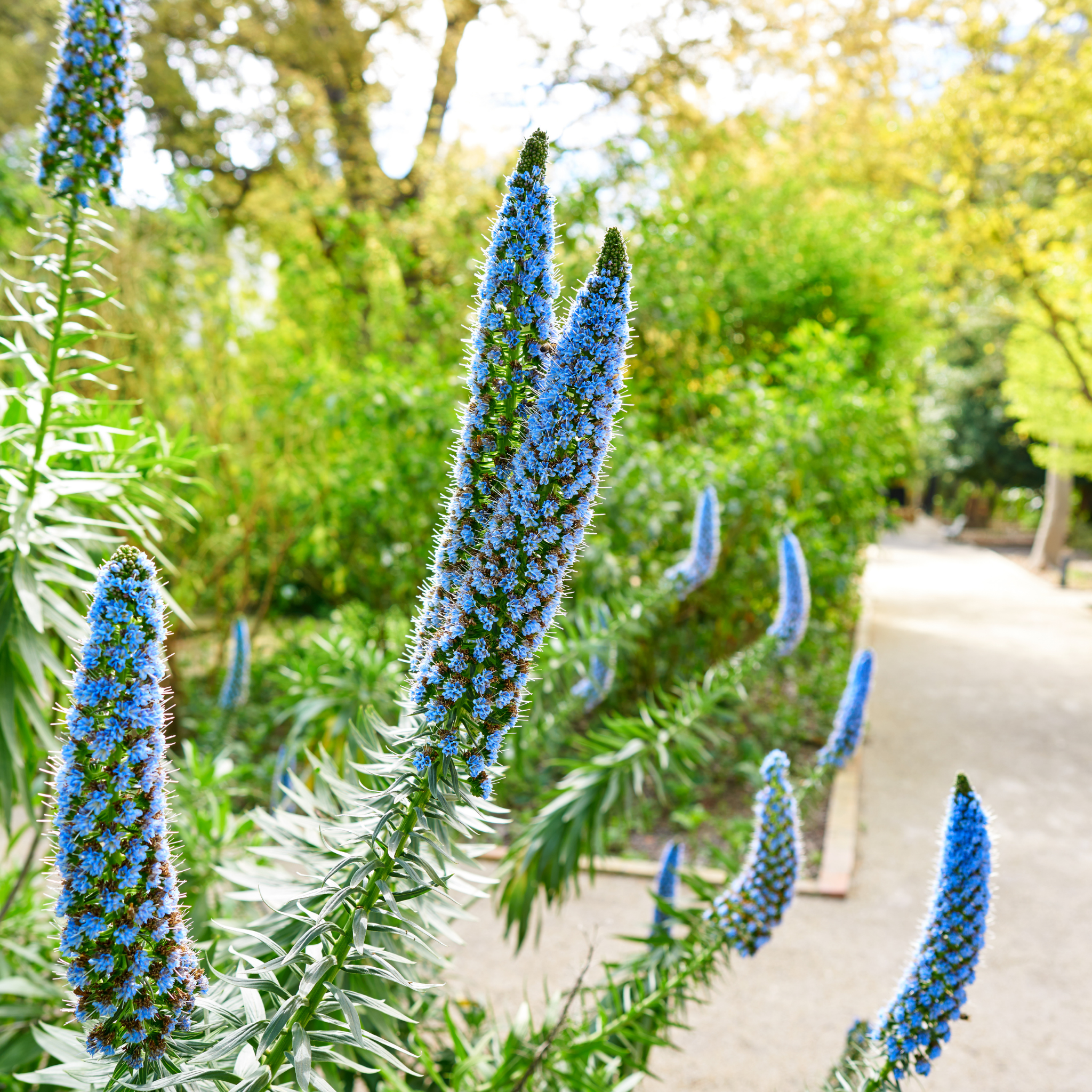 Pride of Madeira - Echium candicans