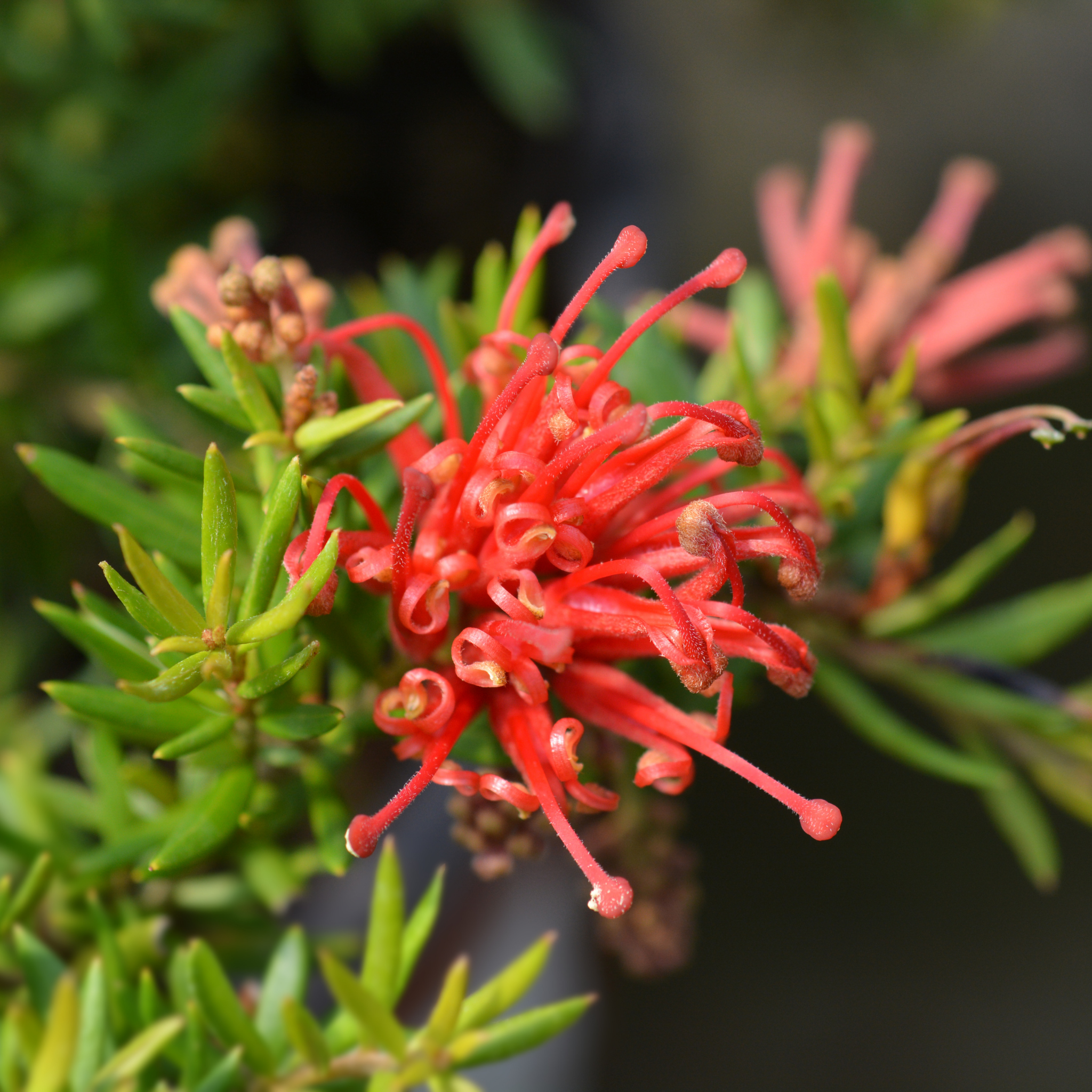 Grevillea Olive 'Red Sunset' - Grevillea olivacea presii Red Sunset