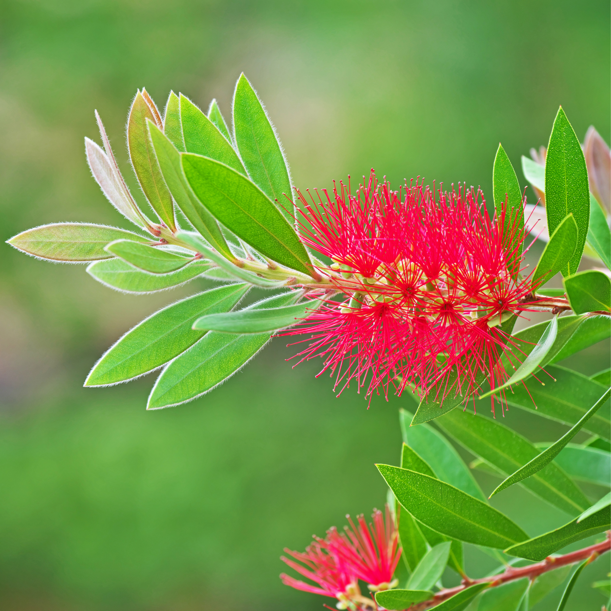 Dwarf Weeping Bottlebrush Better John - Callistemon viminalis 'Better John' PBR