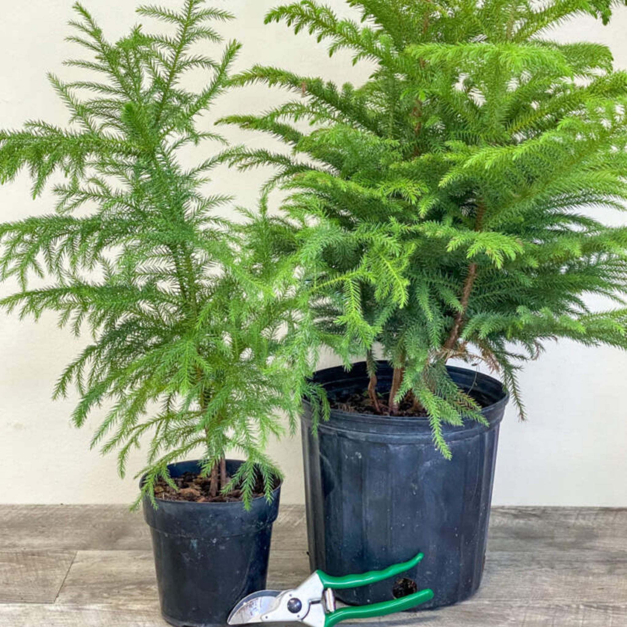 Hawaiian Norfolk Island Pine - Araucaria heterophylla