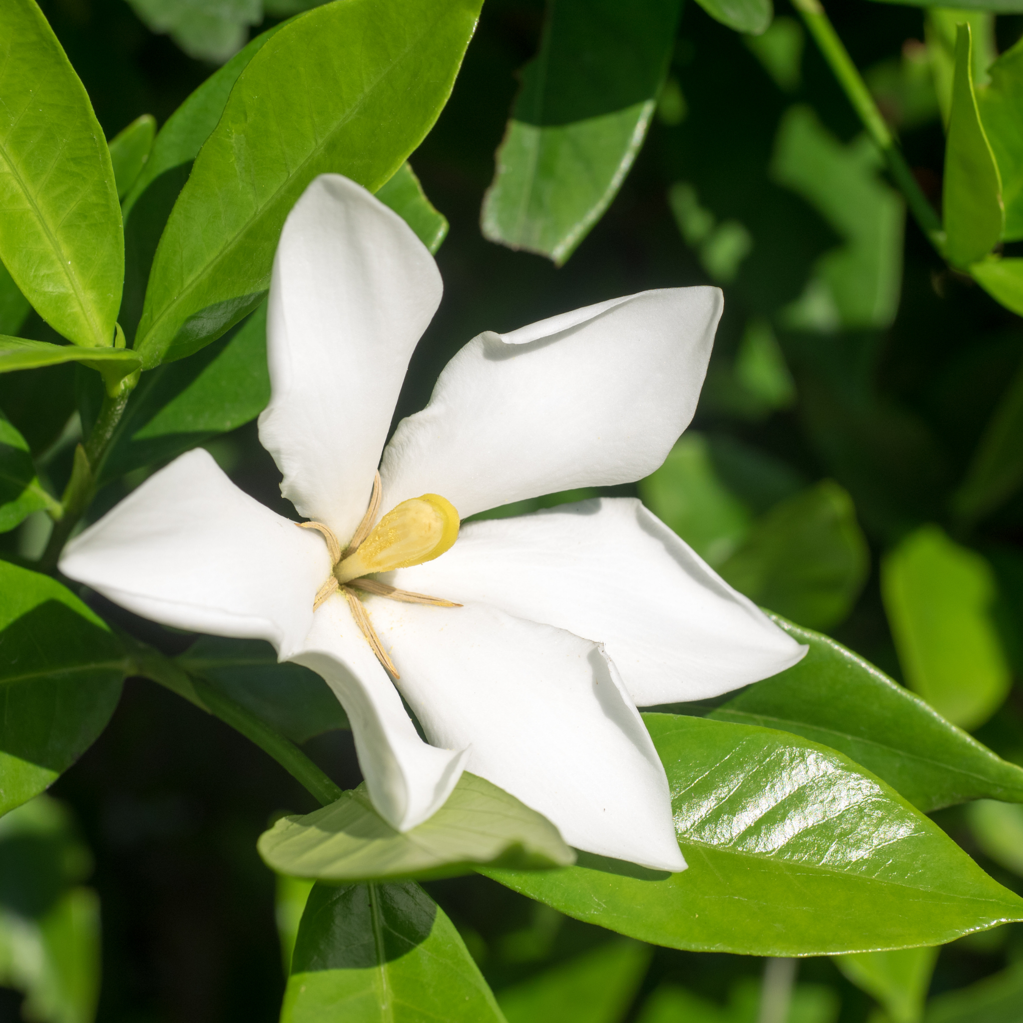 Gardenia augusta Grandiflora Star
