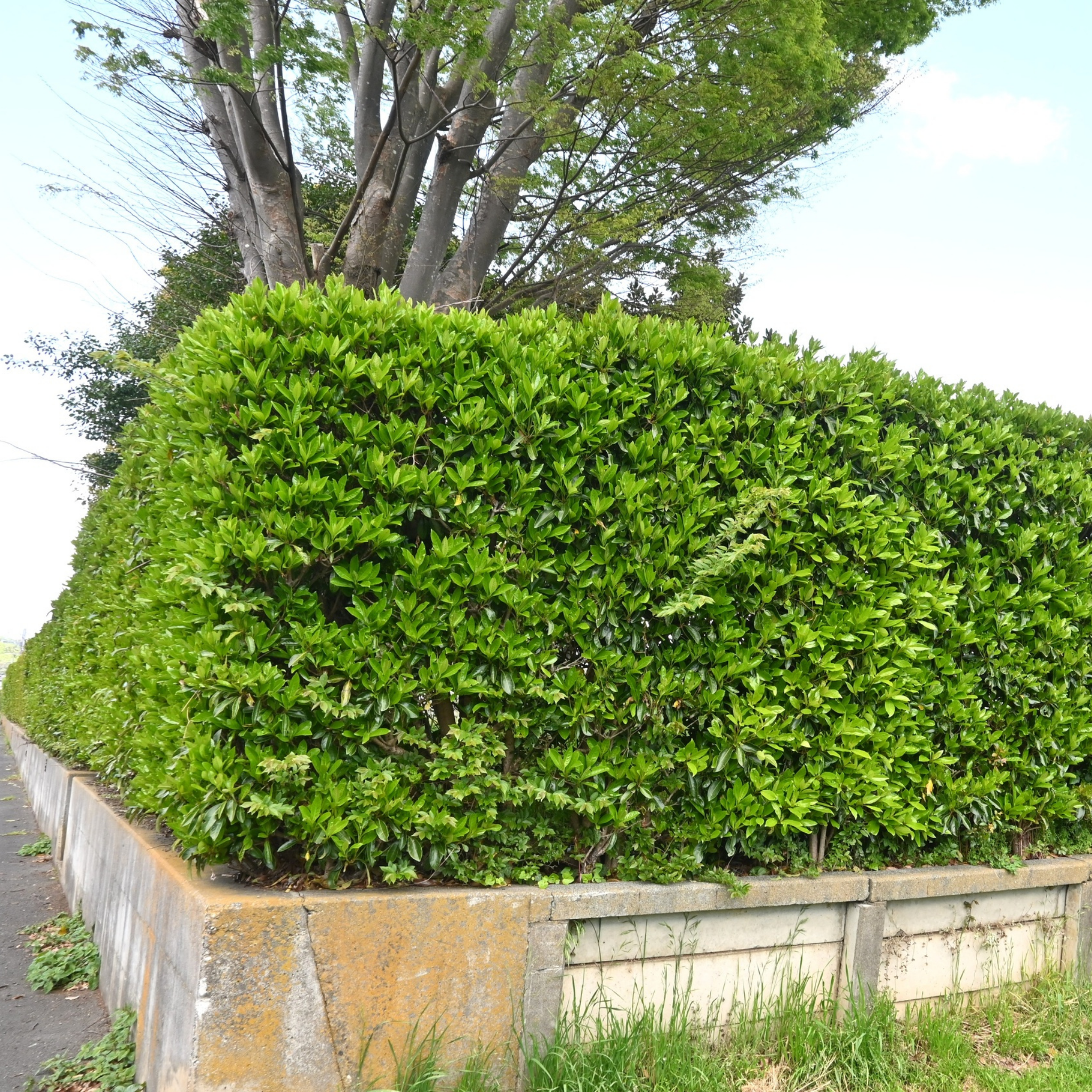 Tall green hedge along a road with a tree in the background