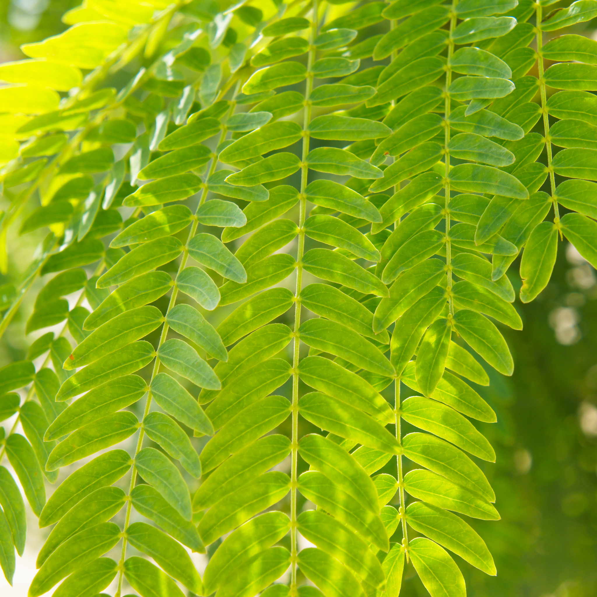 Golden Honey Locust - Gleditsia triacanthos inermis Sunburst