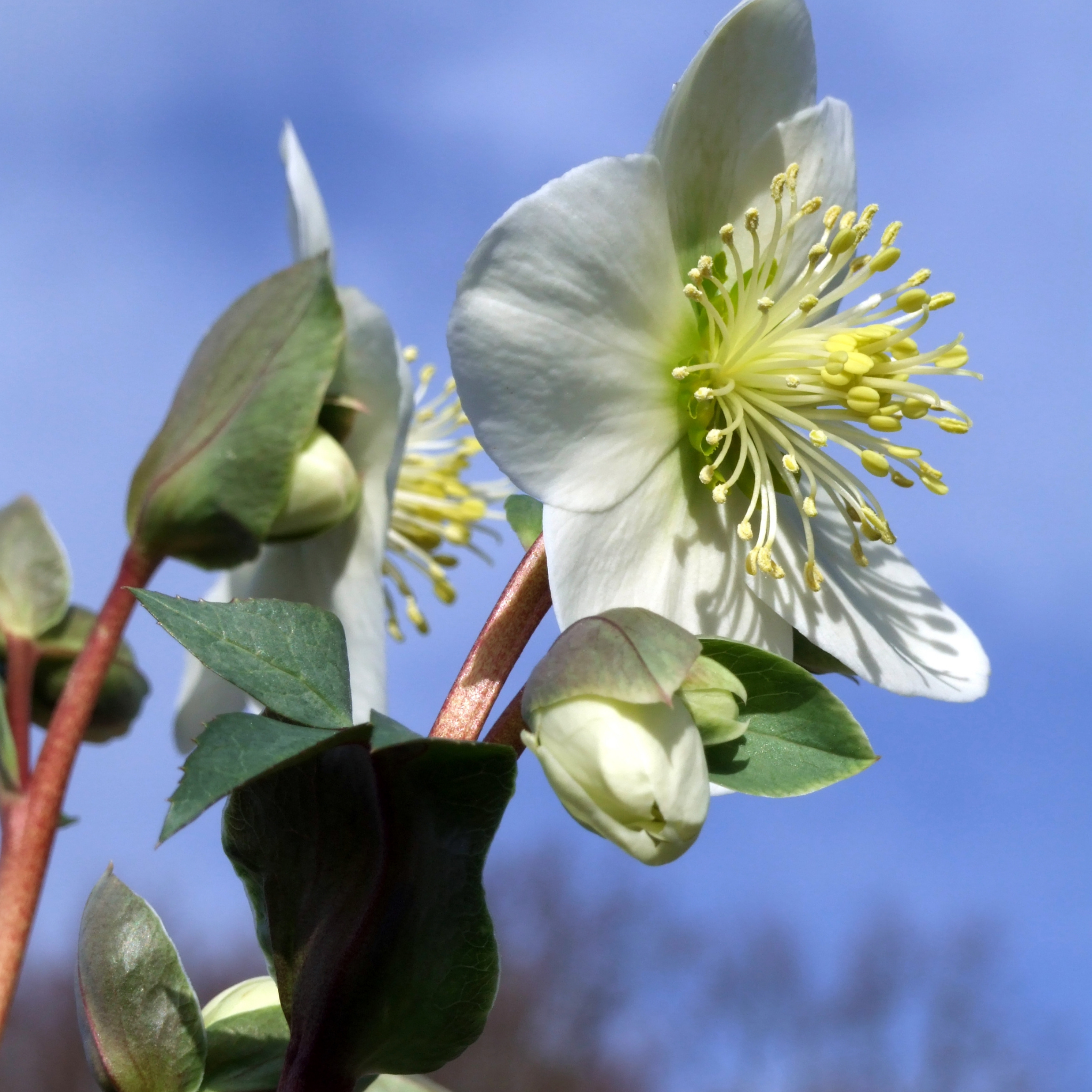 Winter Rose Moondance - Helleborus hybrida Moondance PBR