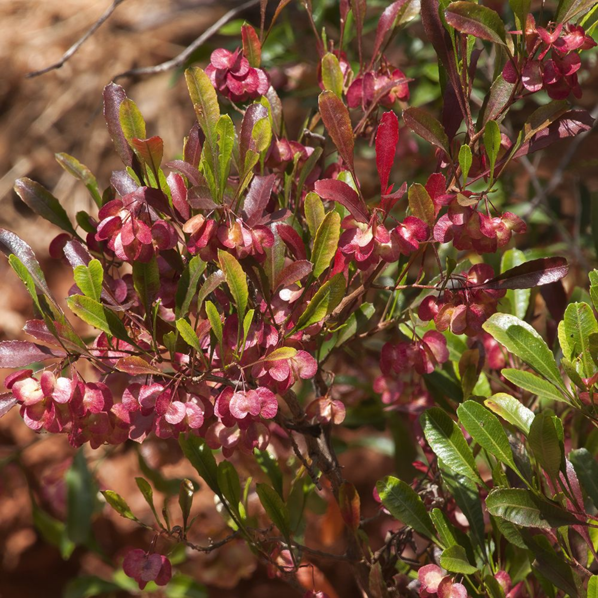 Purple Hop Bush - Dodonaea viscosa Purpurea