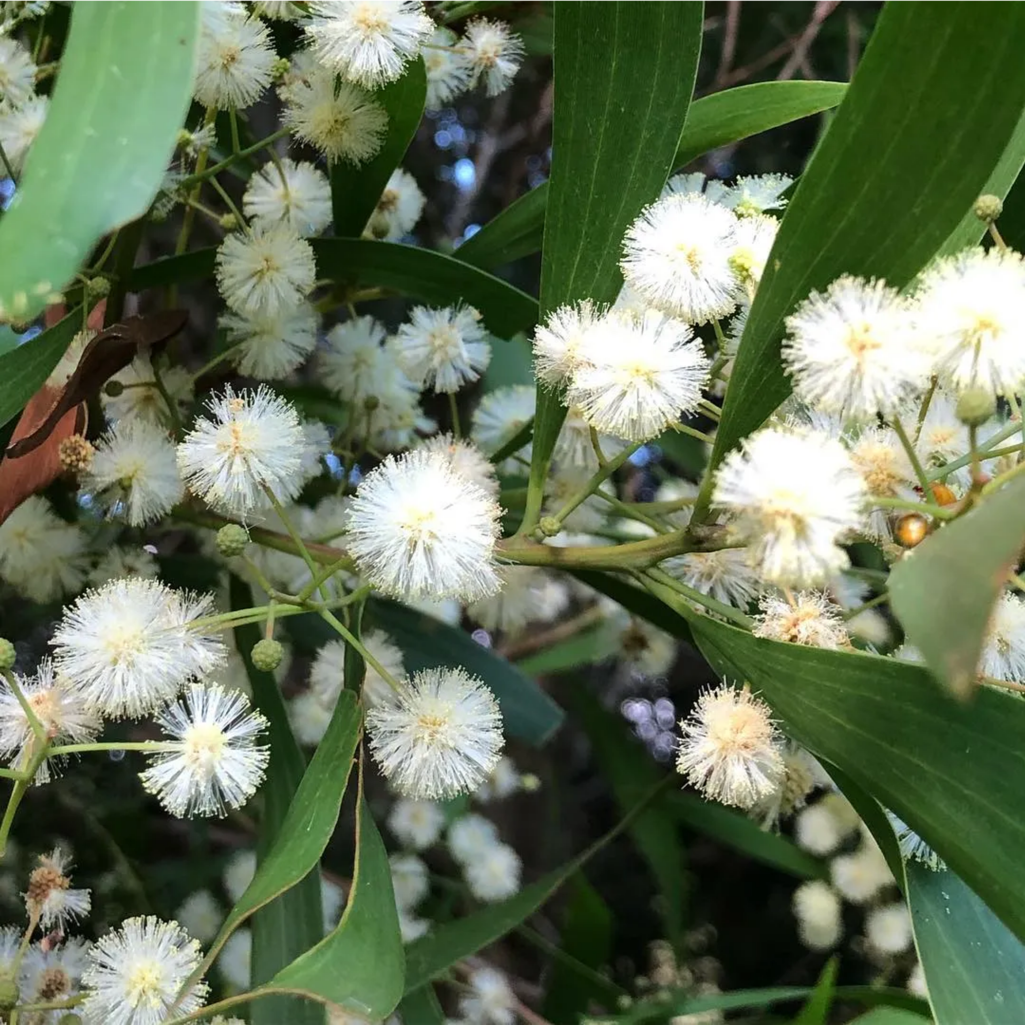 Close-up of white flowers with green leaves on a blurred background